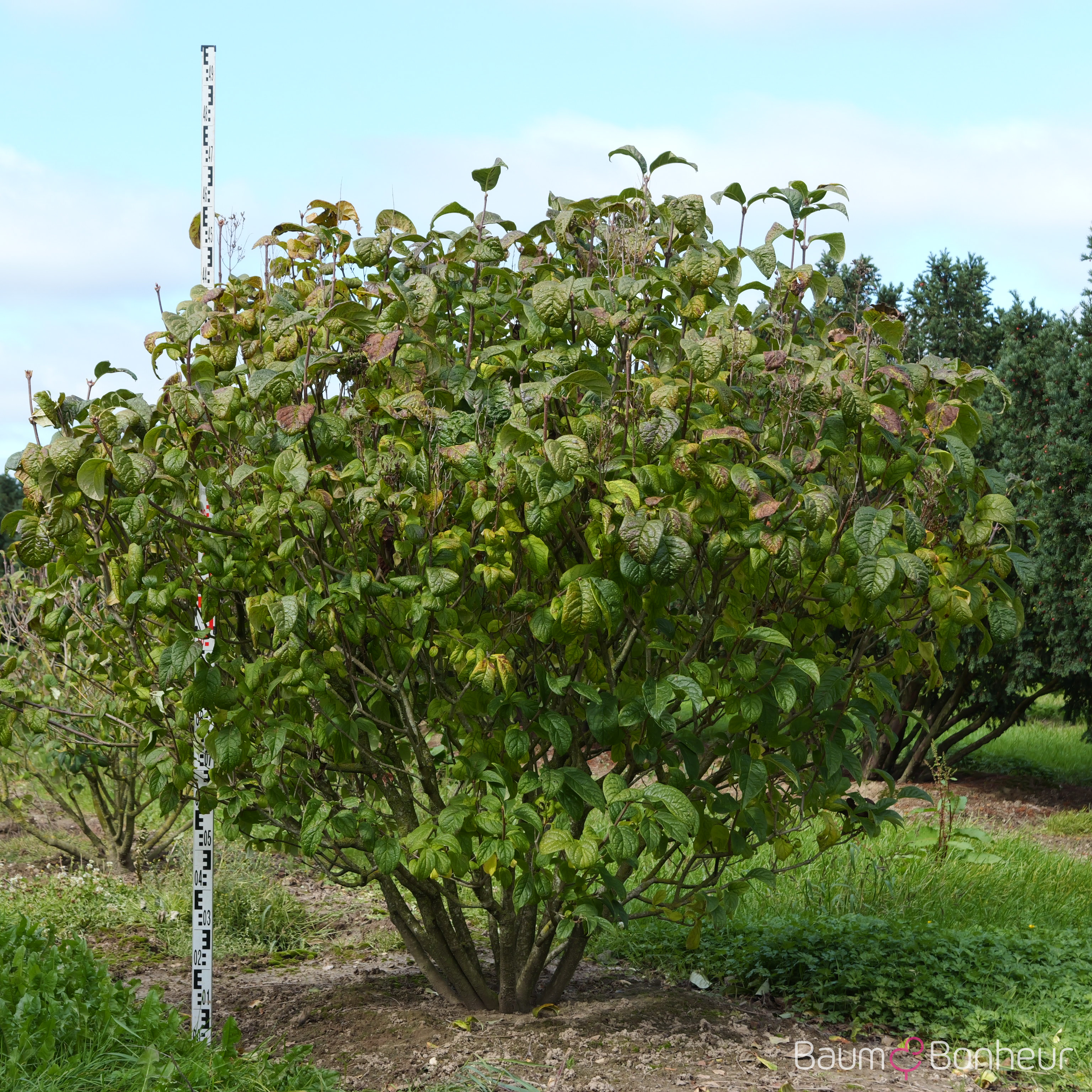 Syringa swegiflexa
