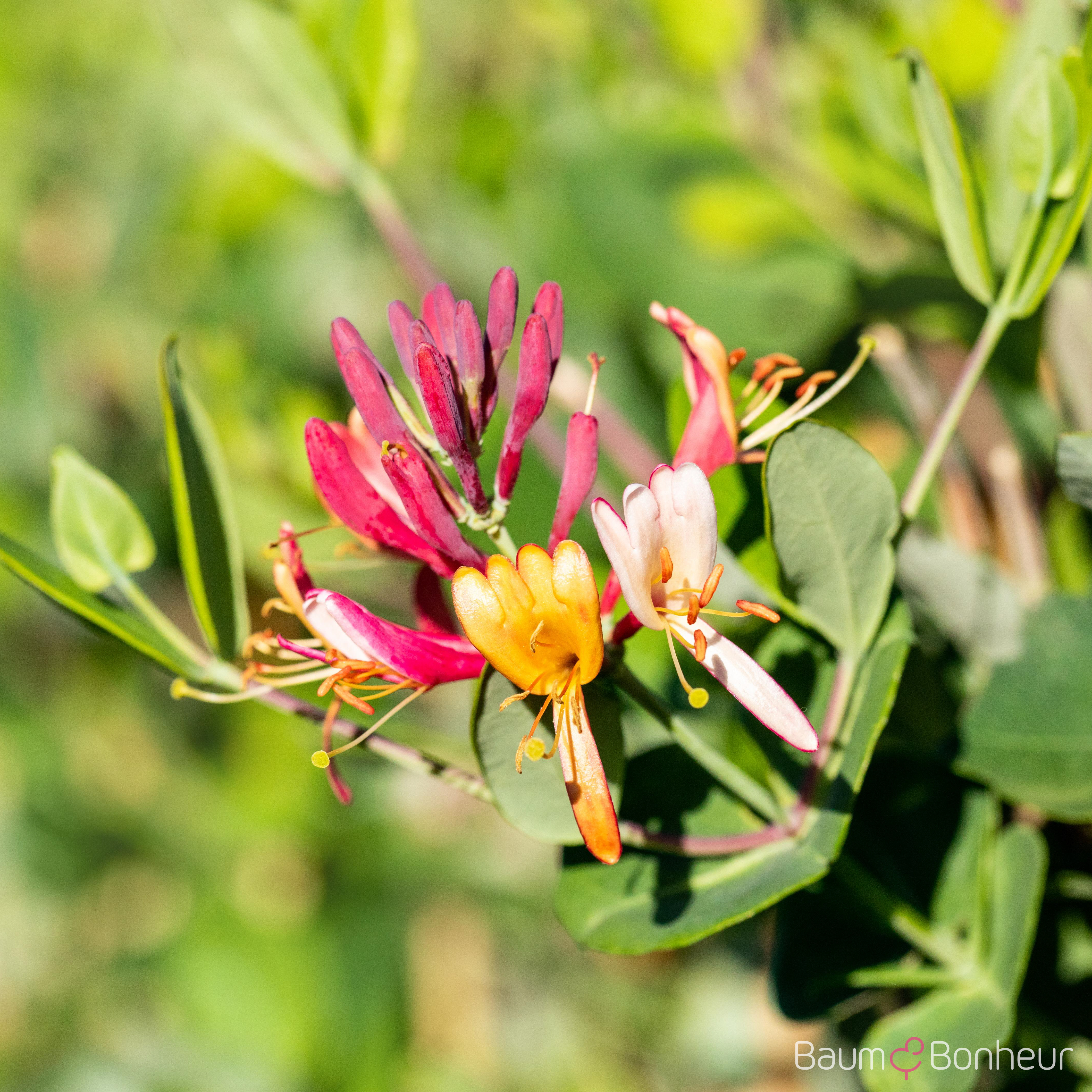 Lonicera x brownii 'Dropmore Scarlet'