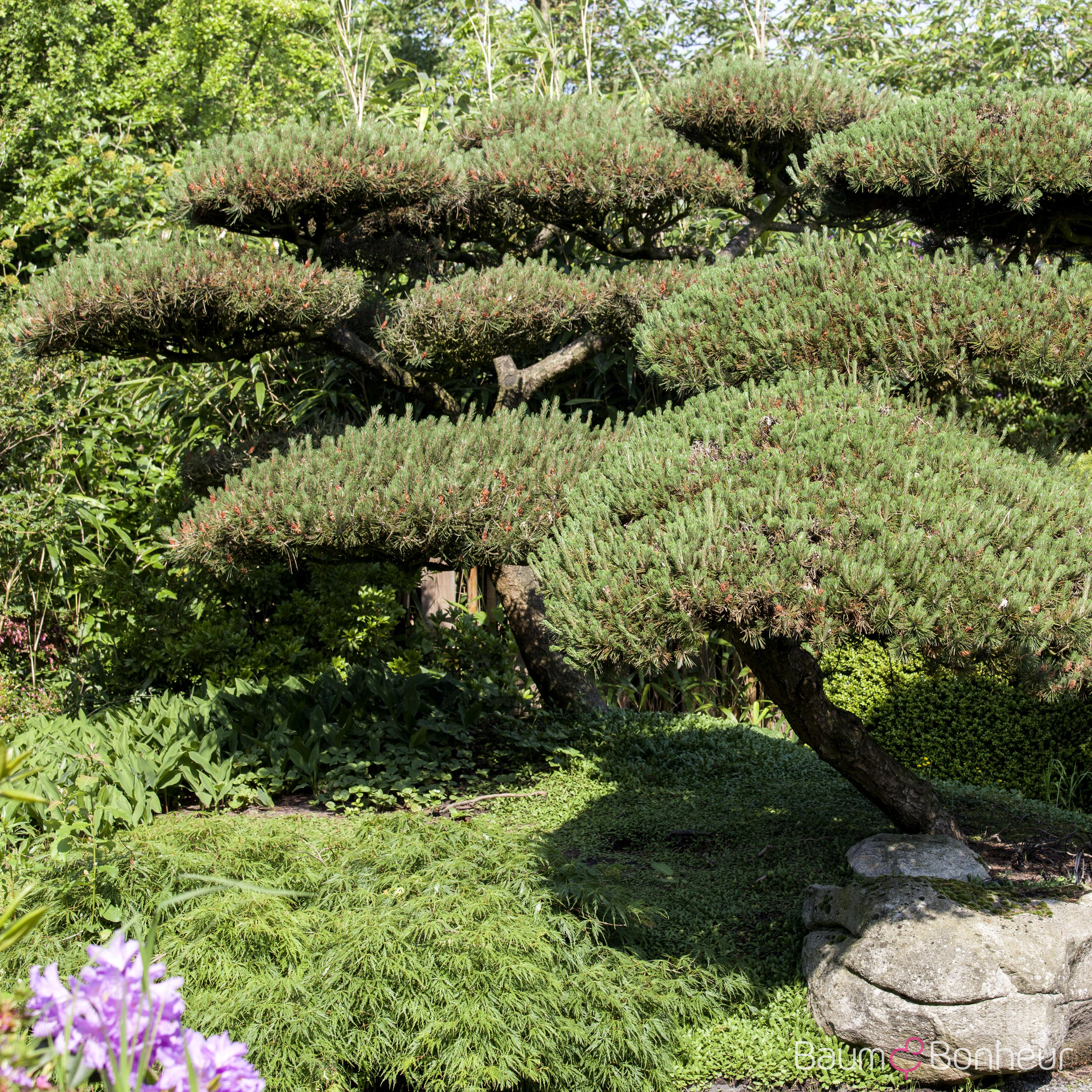 Pinus mugo