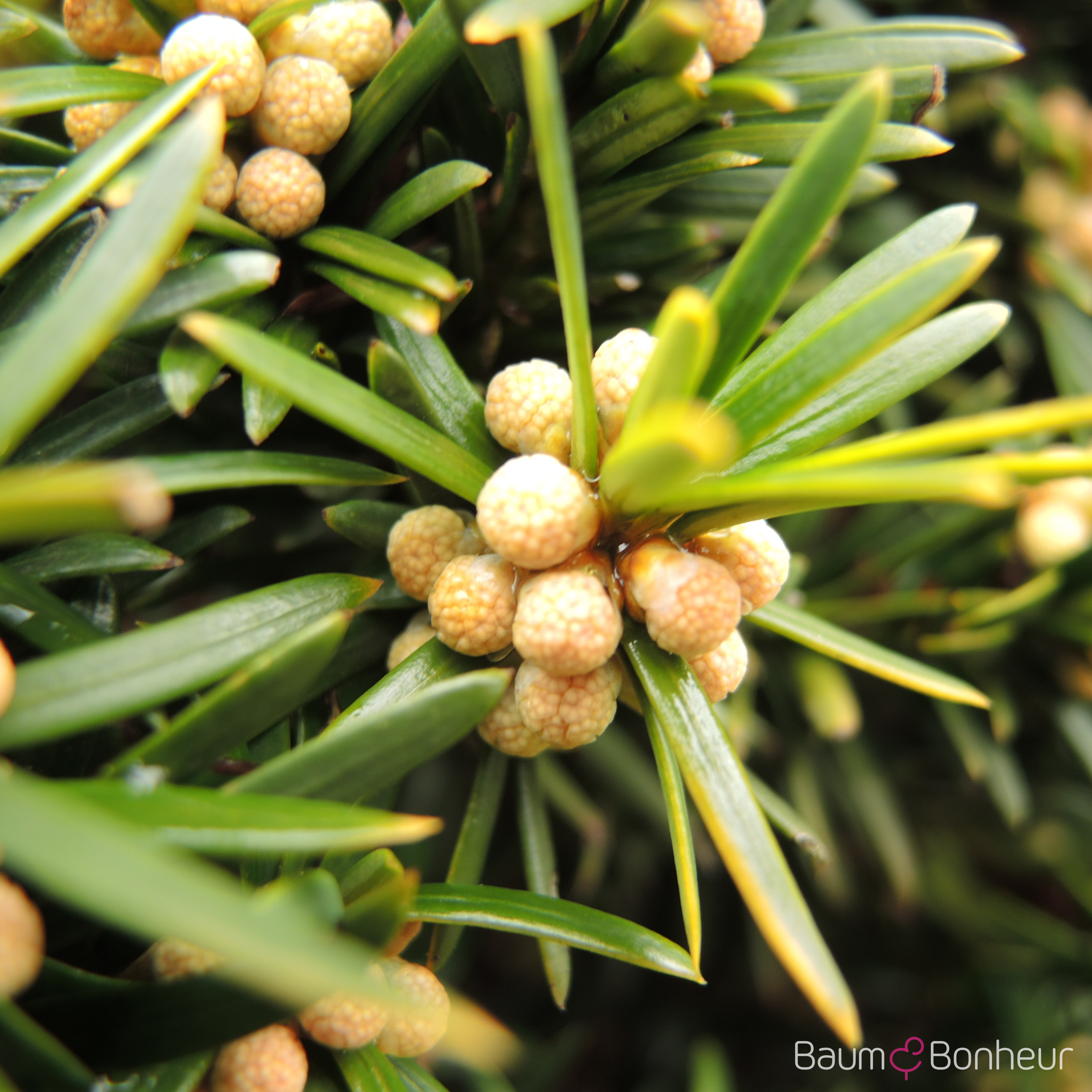 Taxus baccata 'Fastigiata'