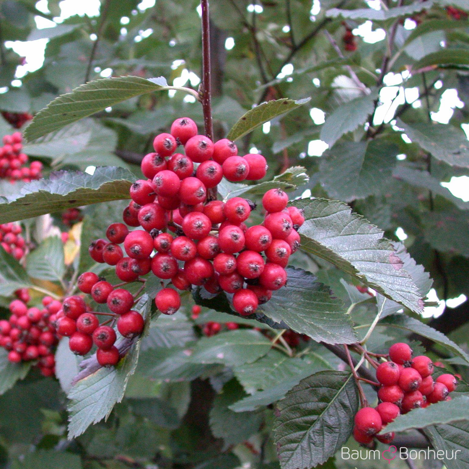Sorbus aria