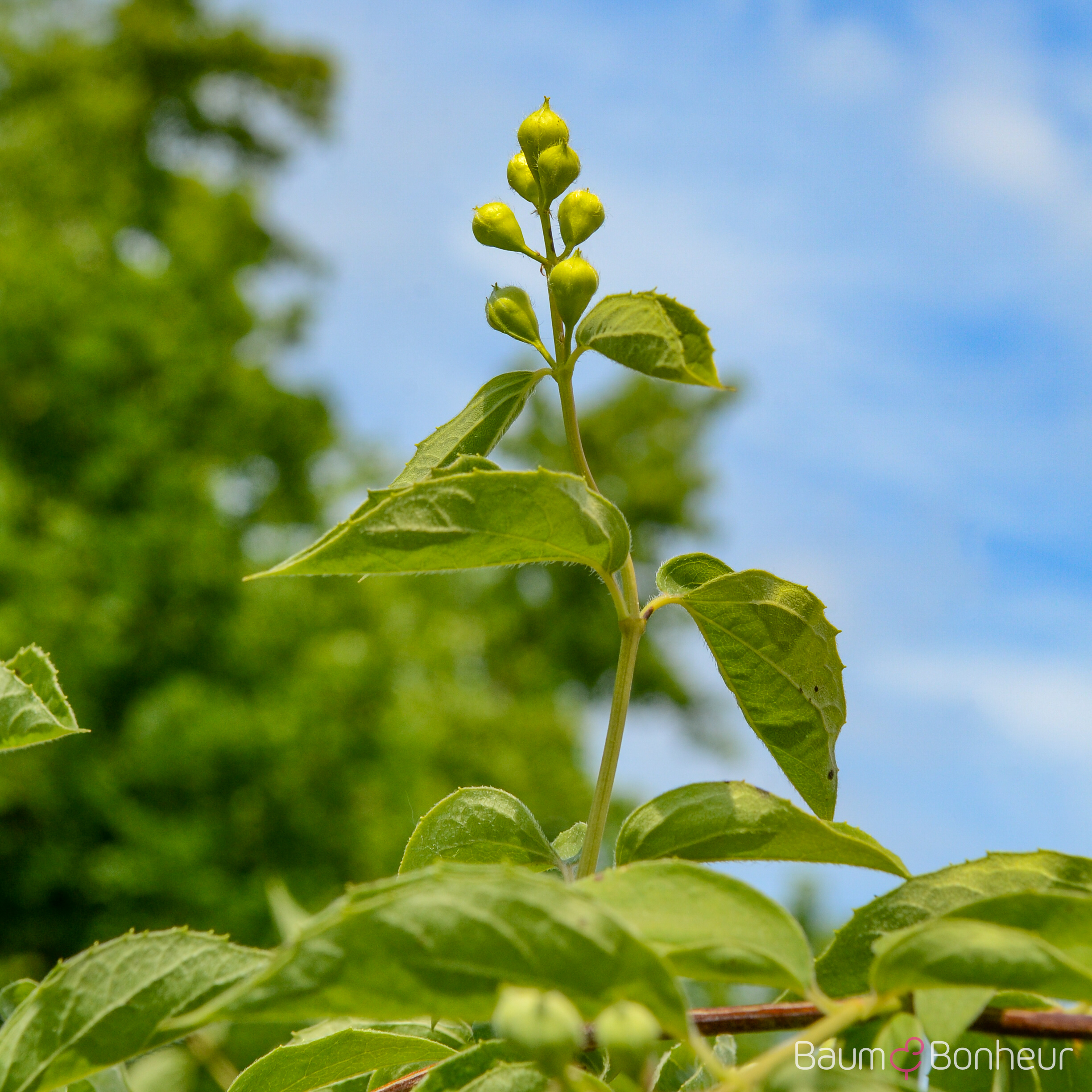 Philadelphus coronarius