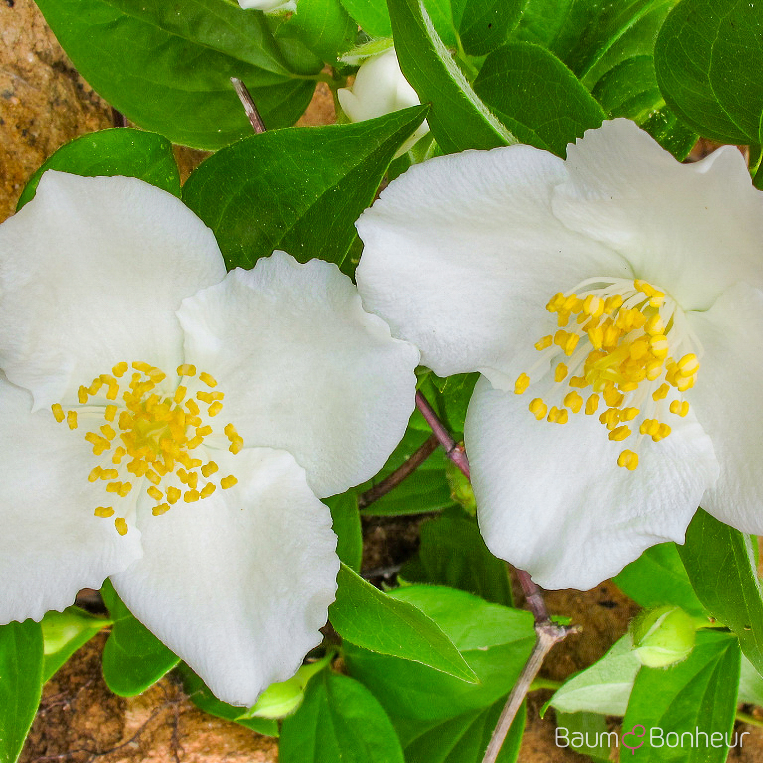 Philadelphus inodorus var. grandiflorus