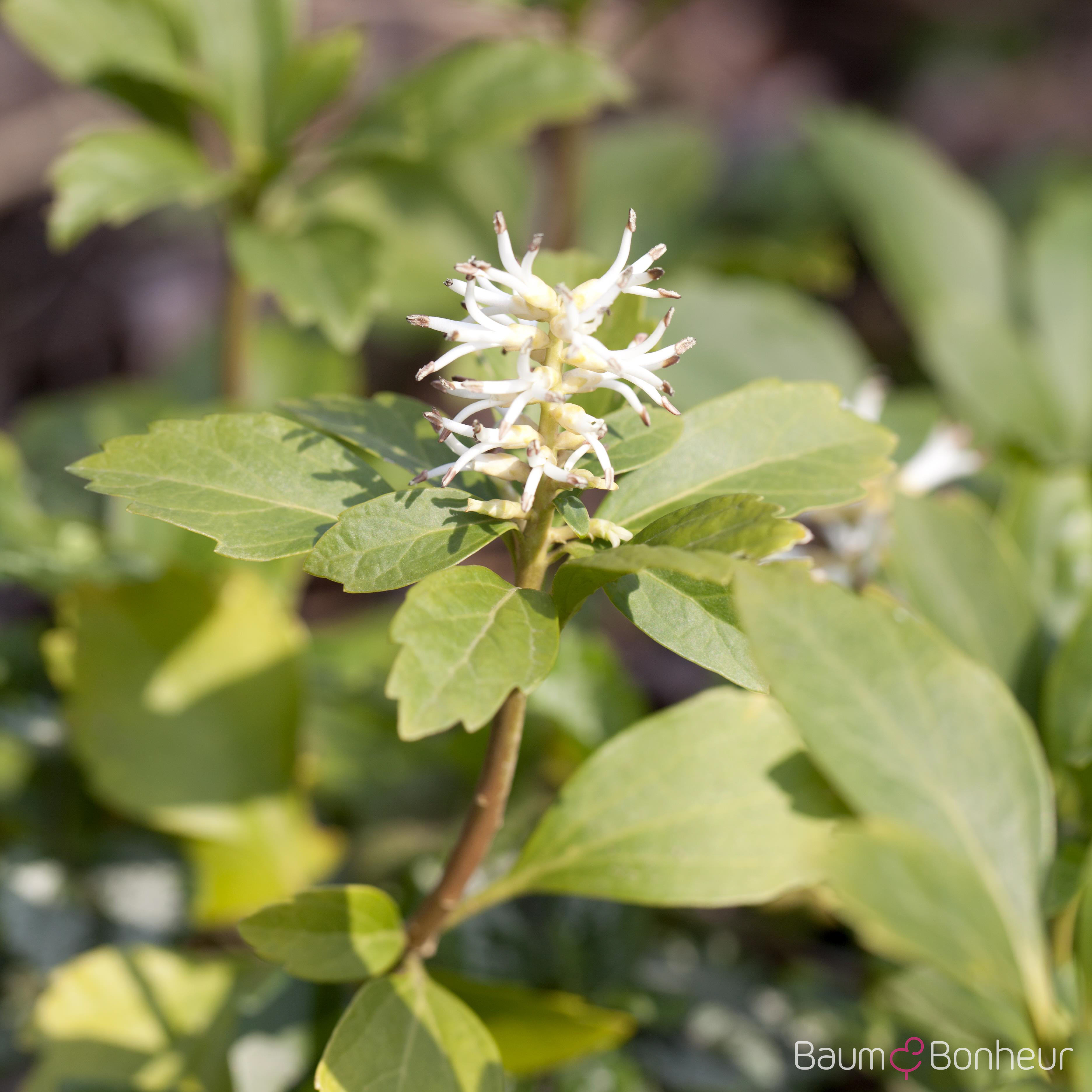 Pachysandra terminalis