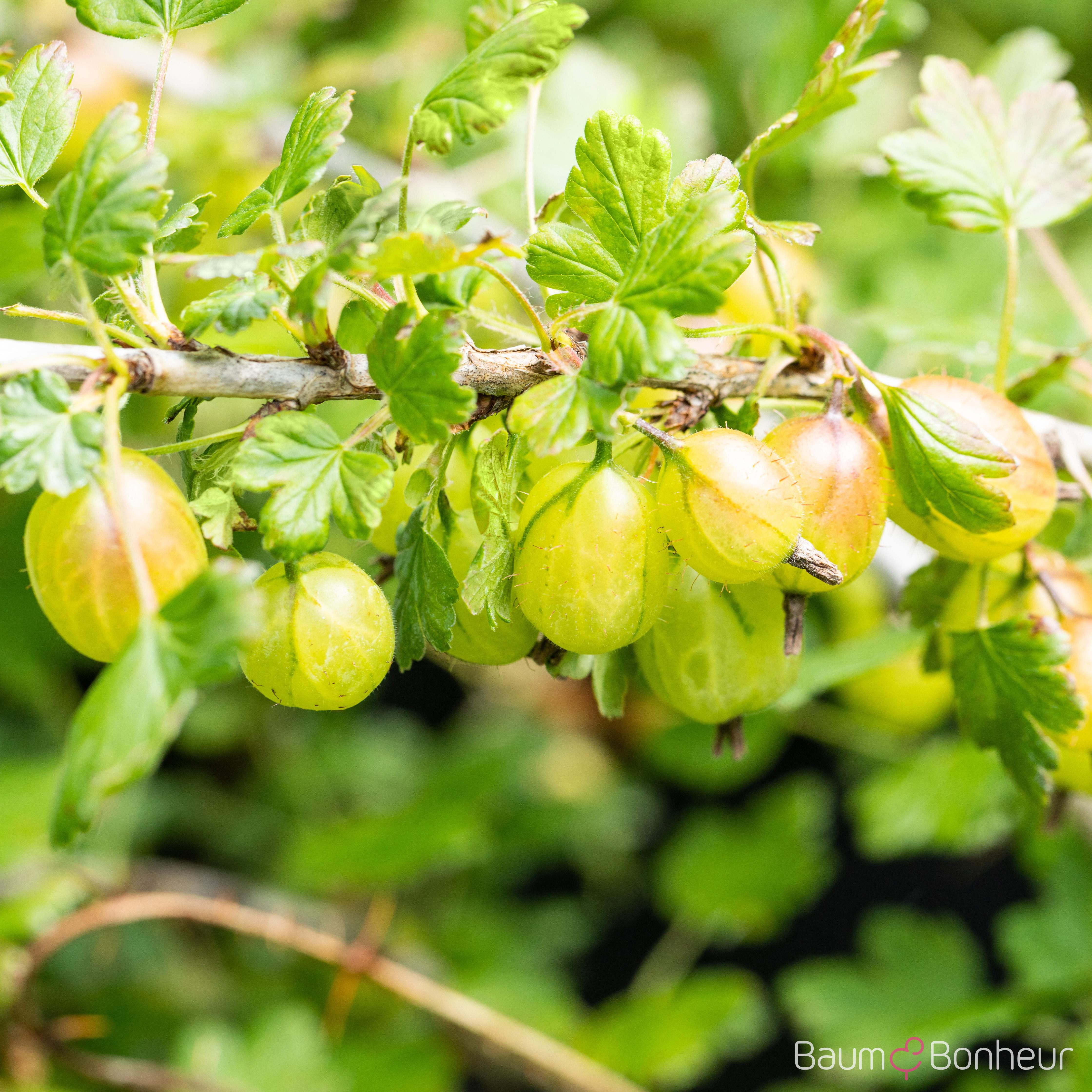 Ribes uva-crispa 'Invicta'