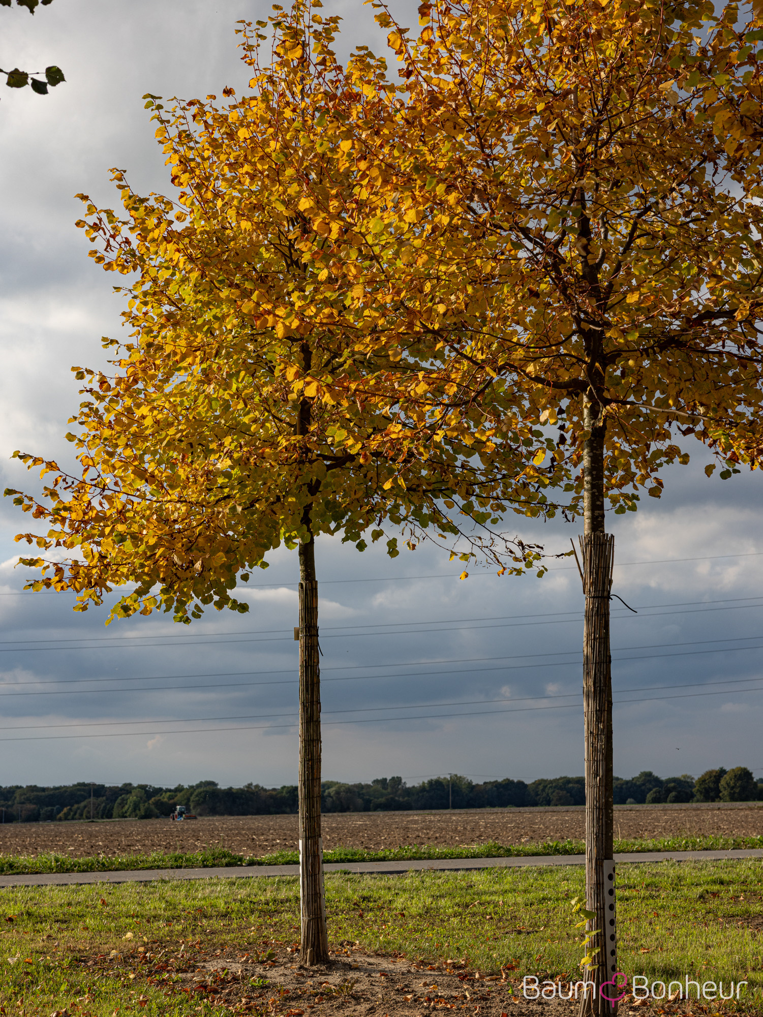 Tilia cordata 'Winter Orange'
