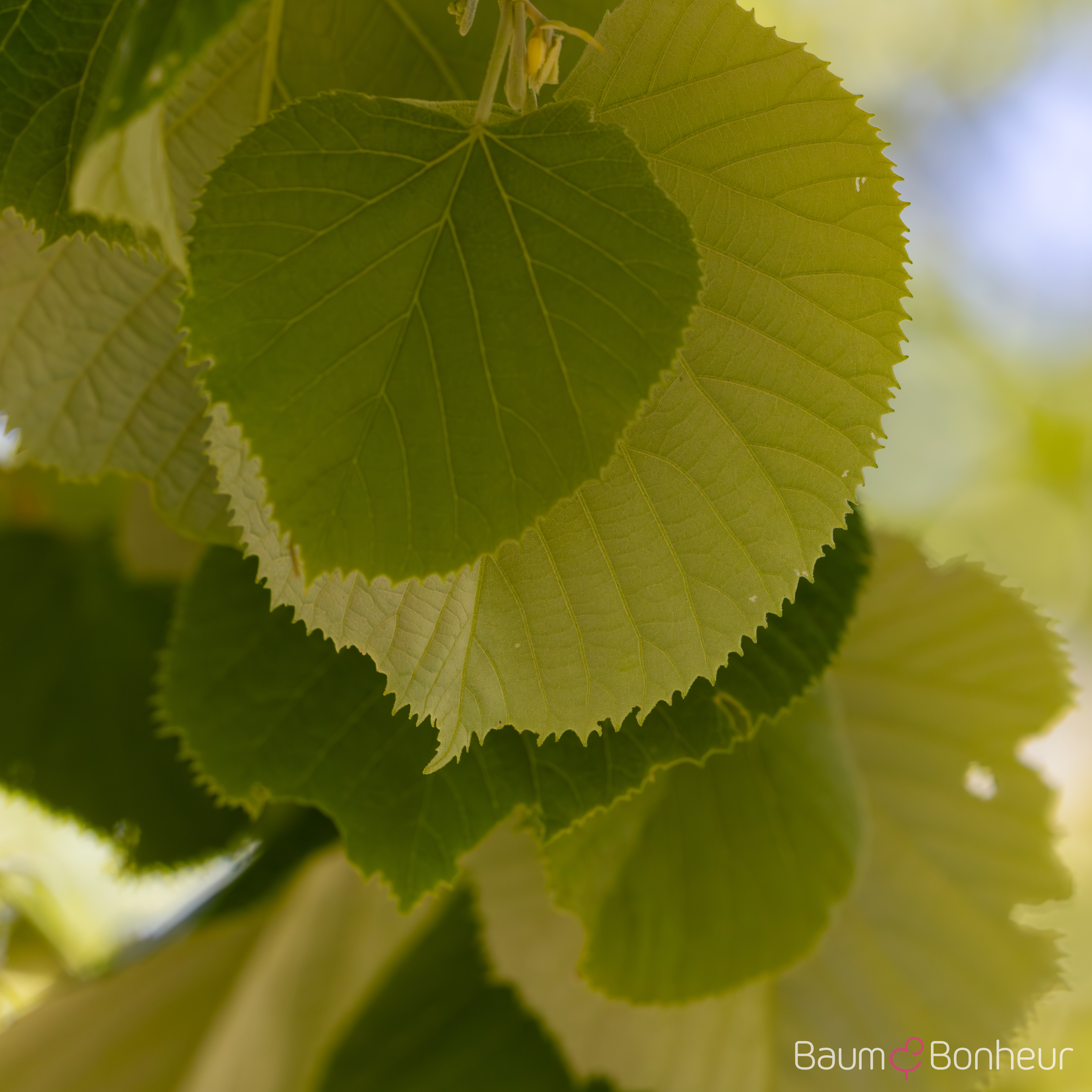 Tilia tomentosa