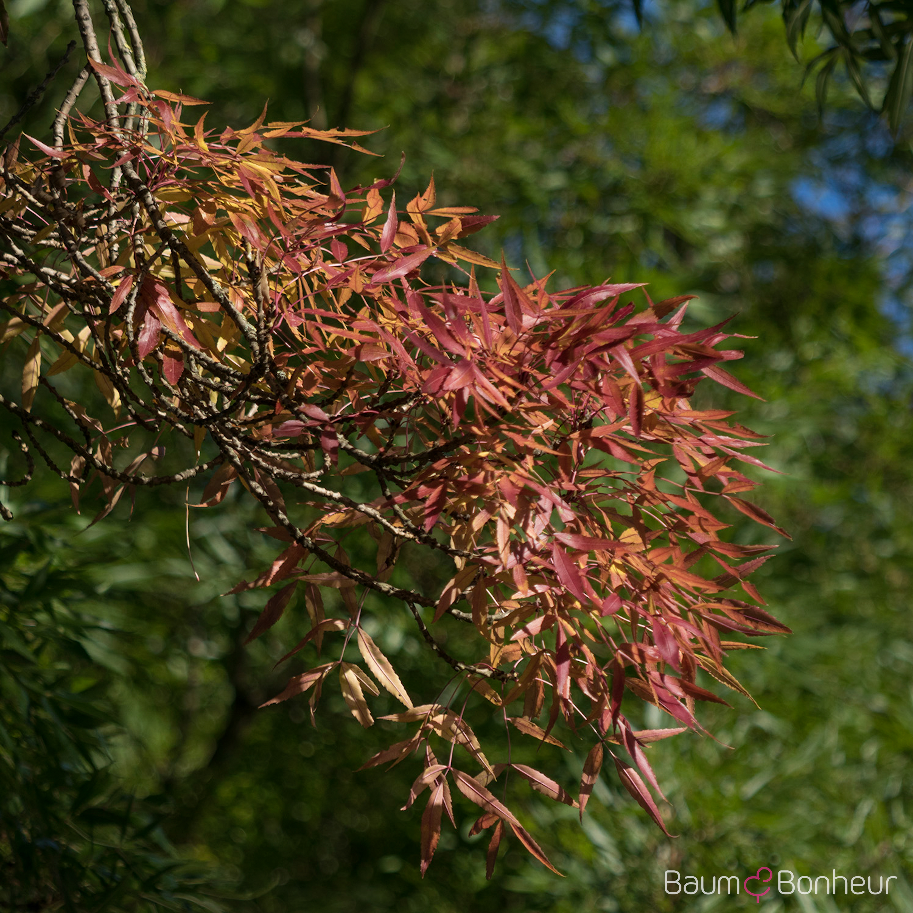 Fraxinus angustifolia 'Raywood'