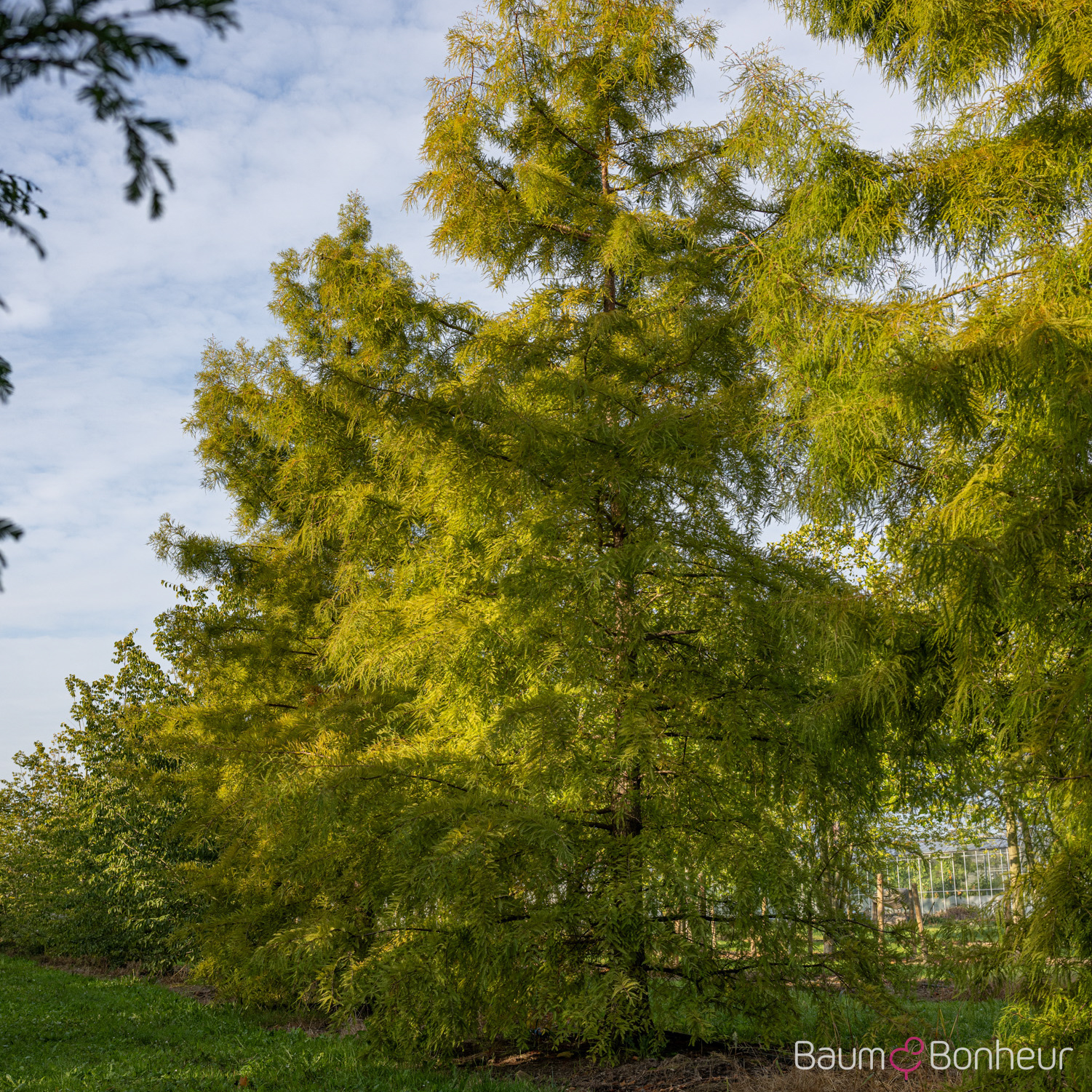 Taxodium distichum