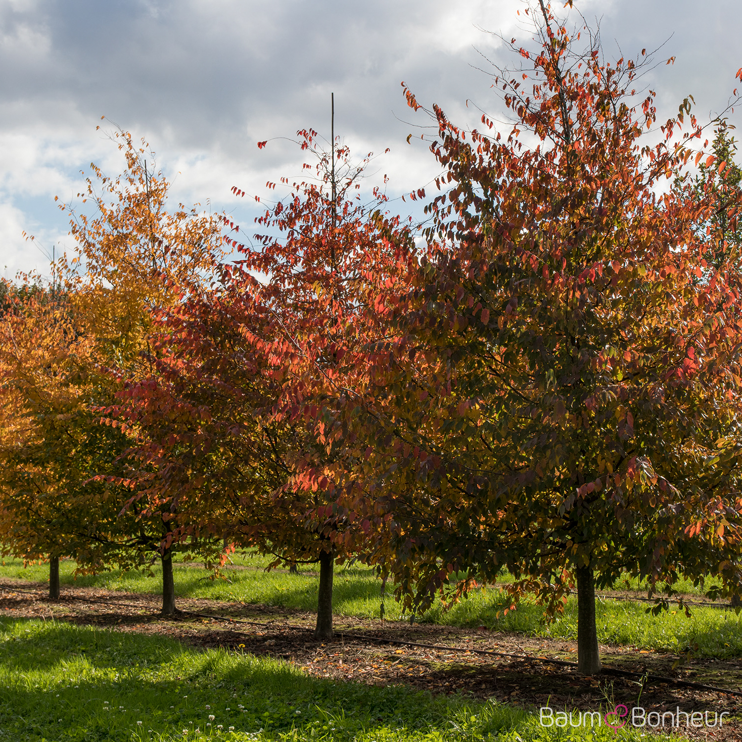 Carpinus caroliniana