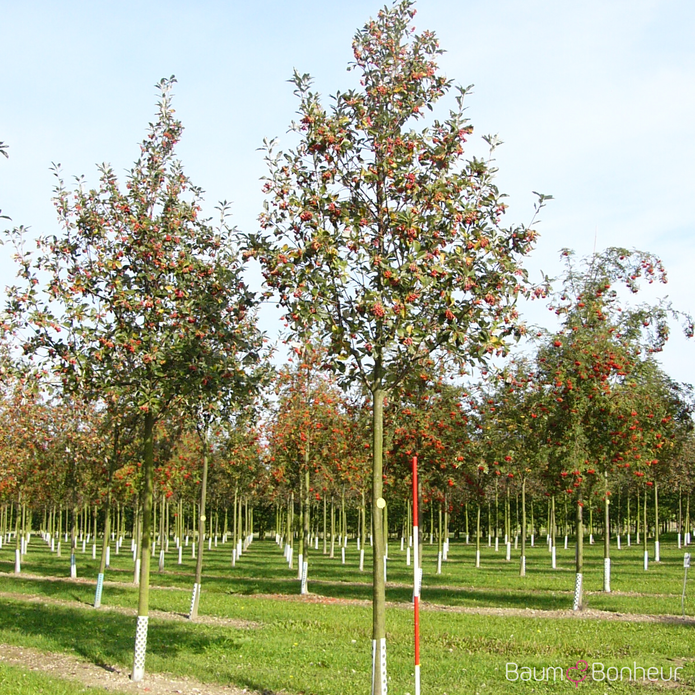 Sorbus aria 'Magnifica'