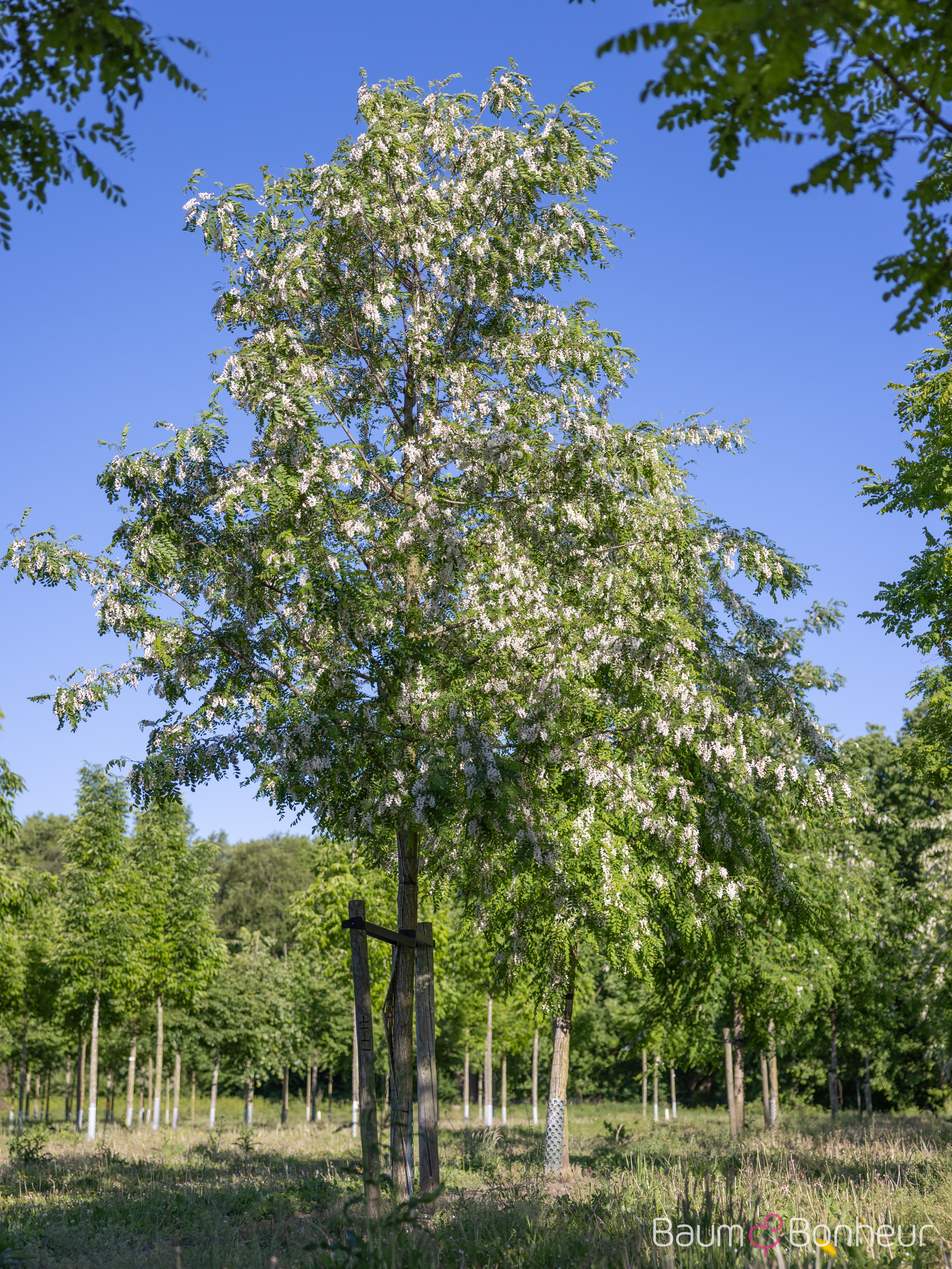 Robinia pseudoacacia 'Nyirségí'