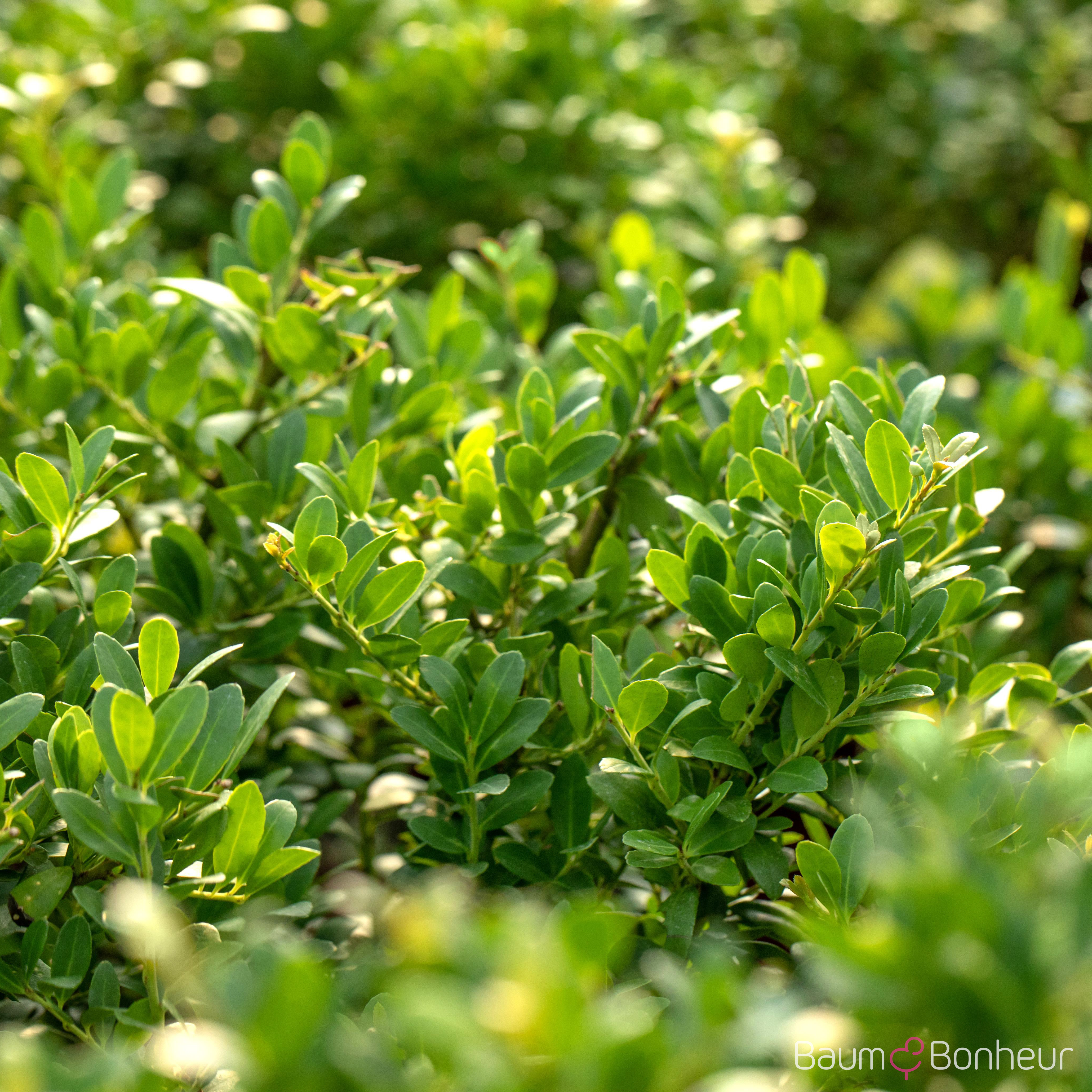 Ilex crenata 'Dark Green' -R-
