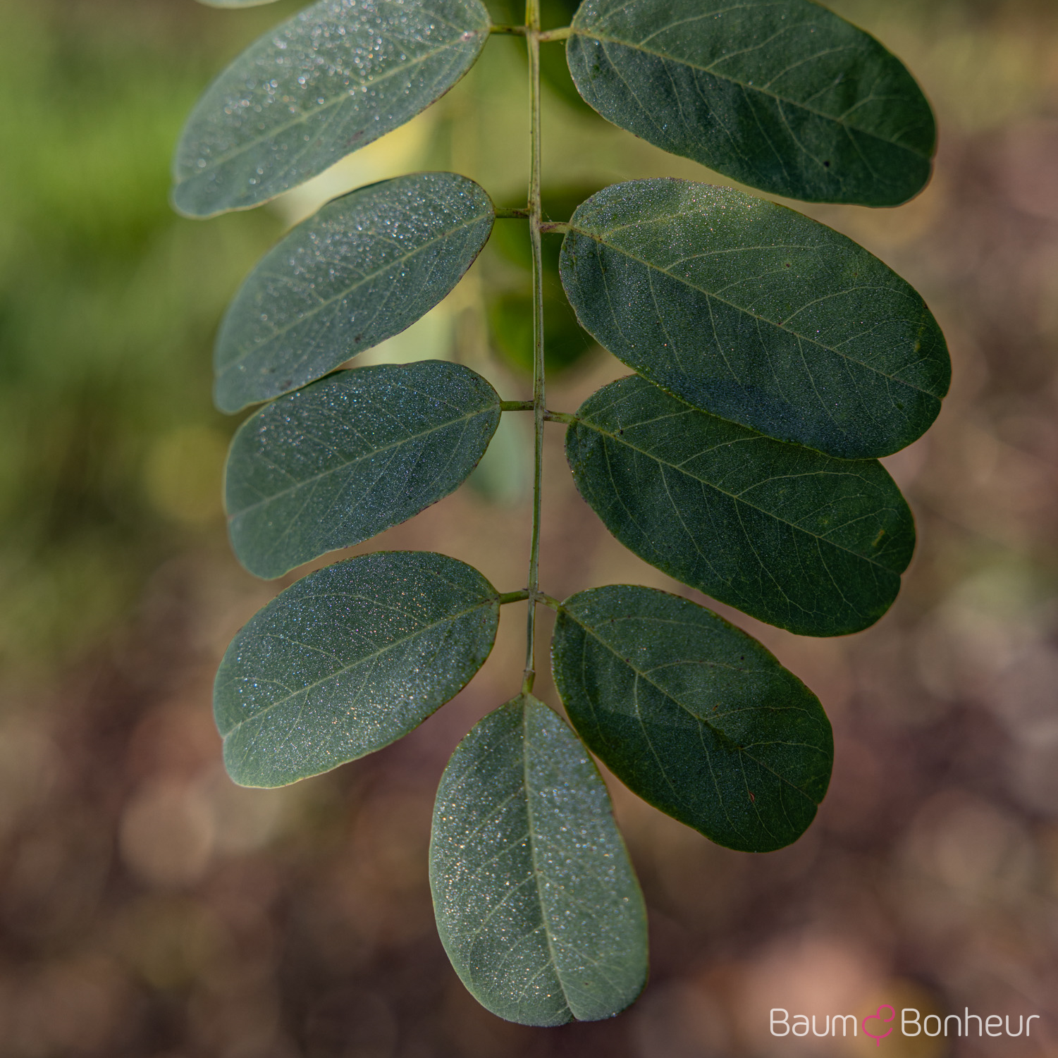 Robinia pseudoacacia 'Nyirségí'