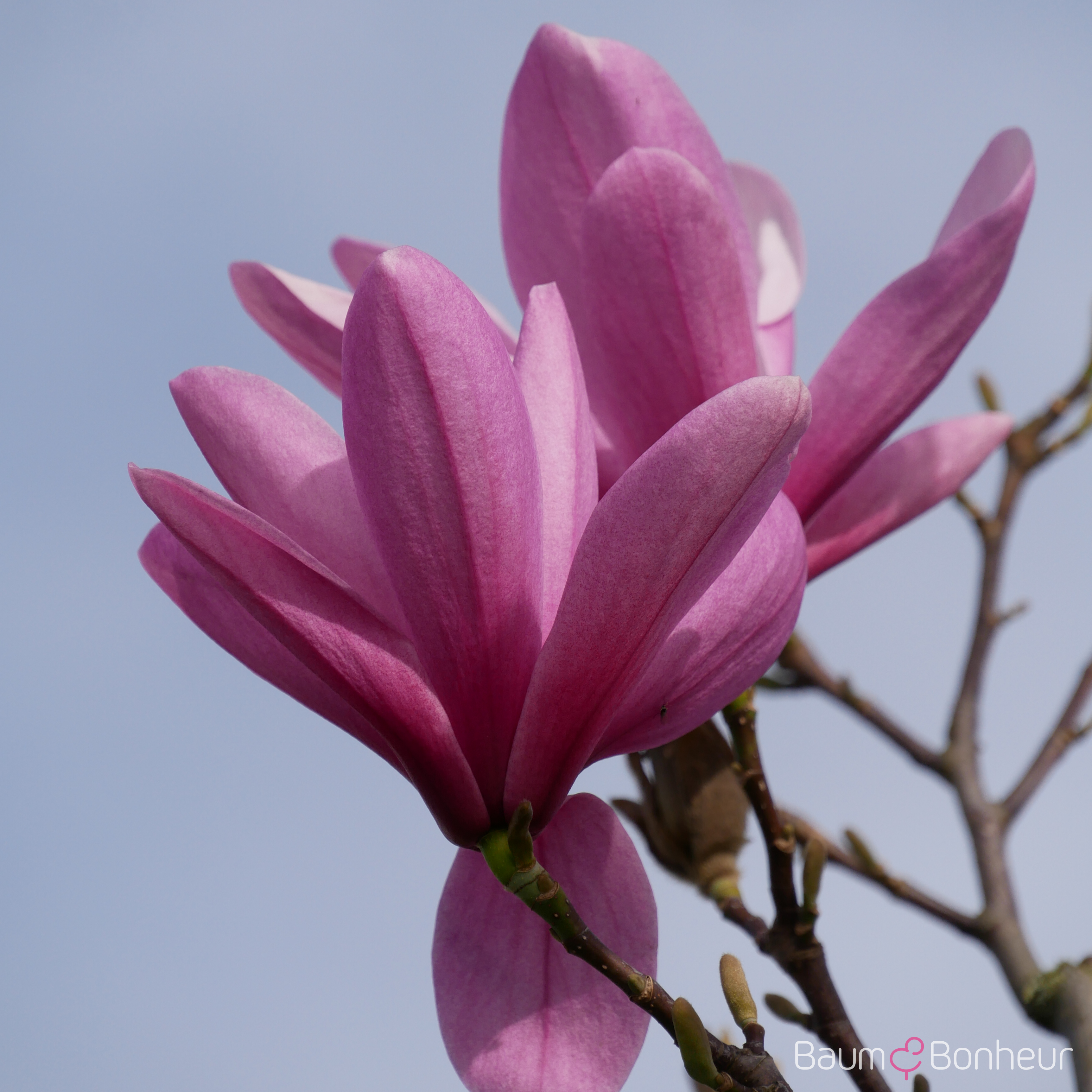 Magnolia 'Galaxy'