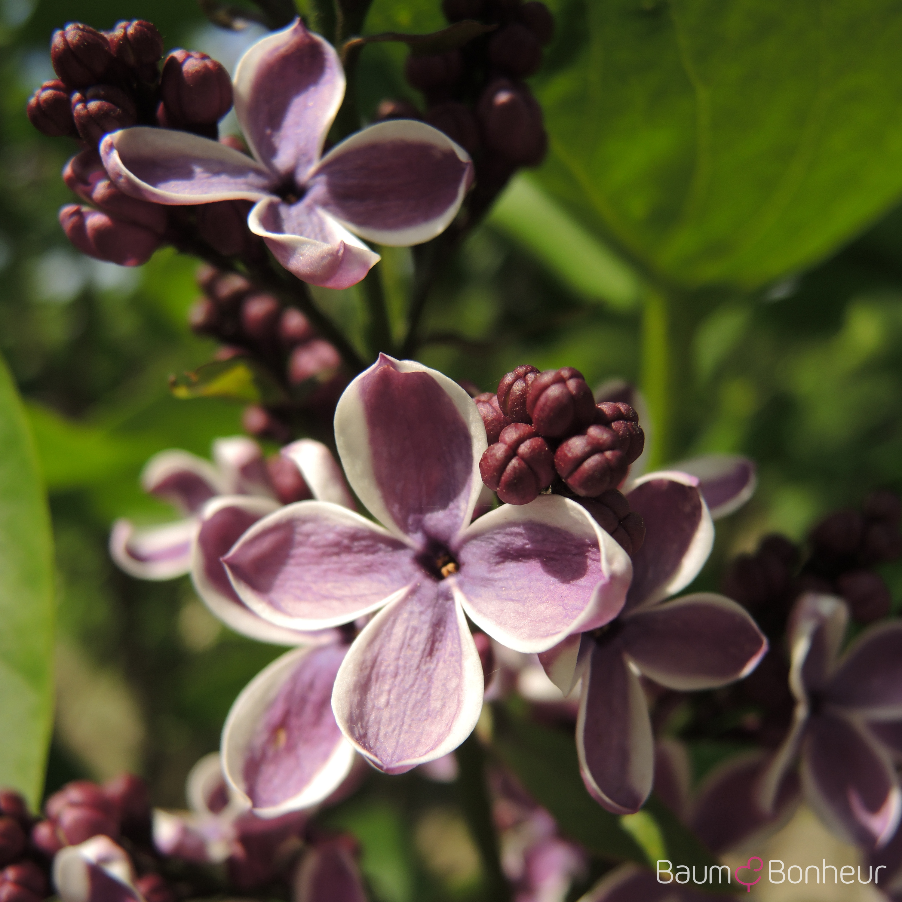 Syringa vulgaris 'Sensation'