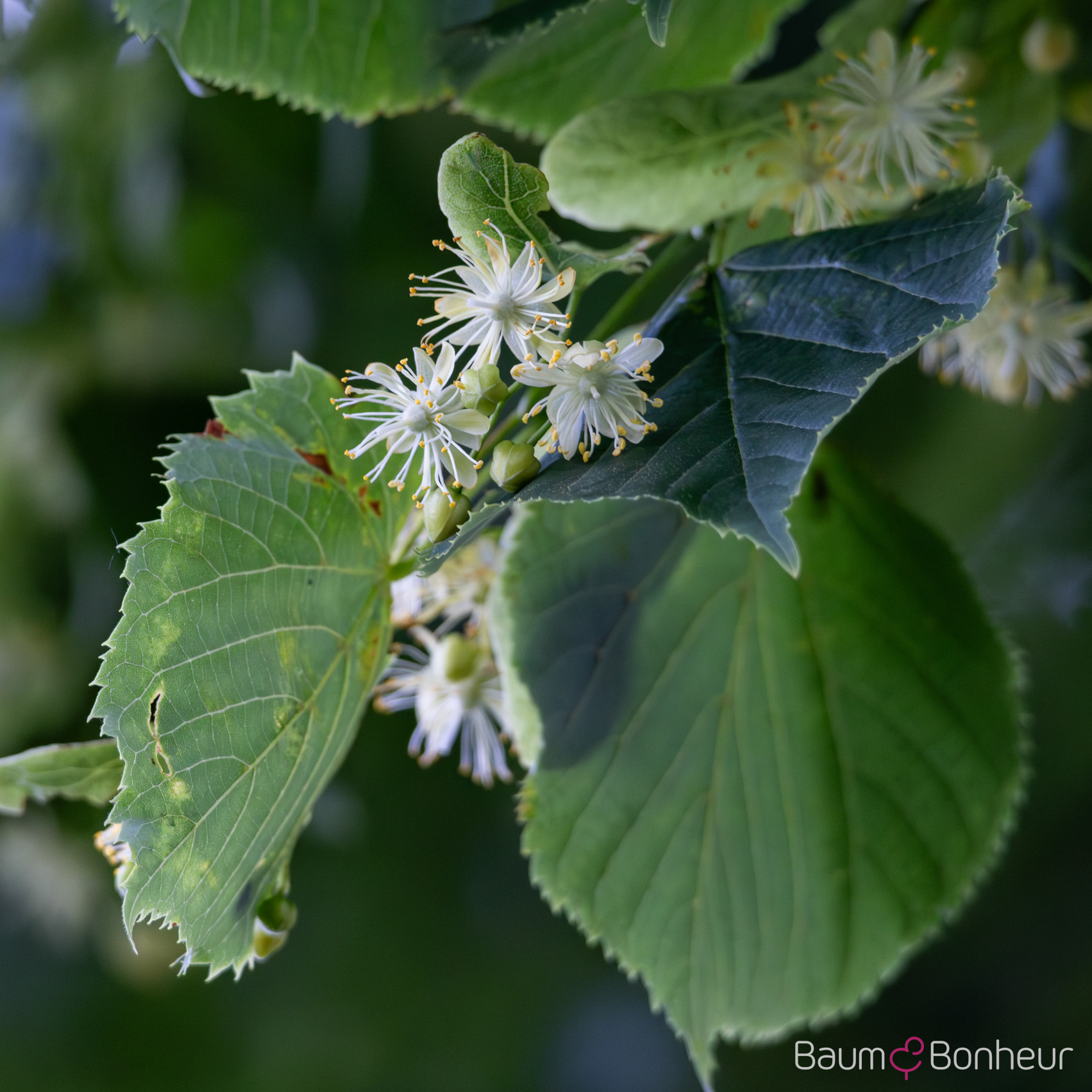 Tilia platyphyllos