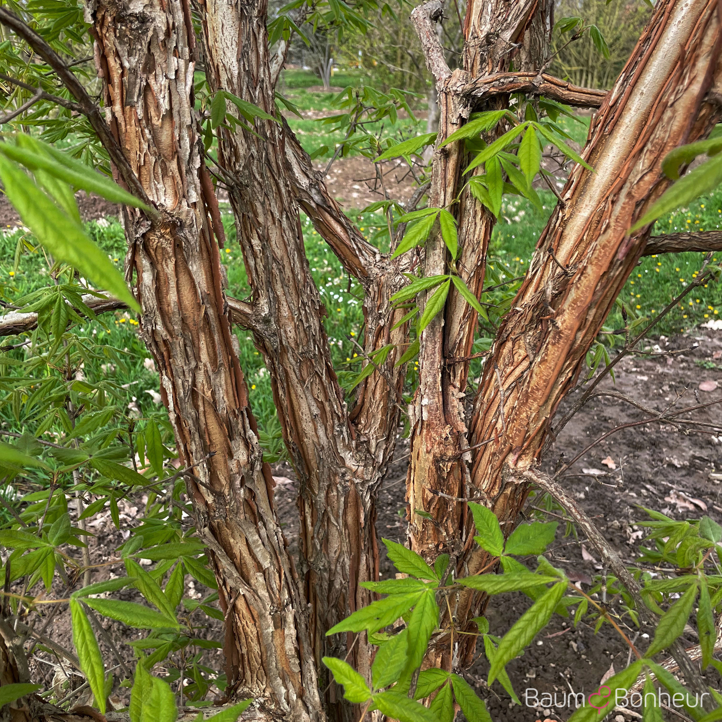 Acer triflorum