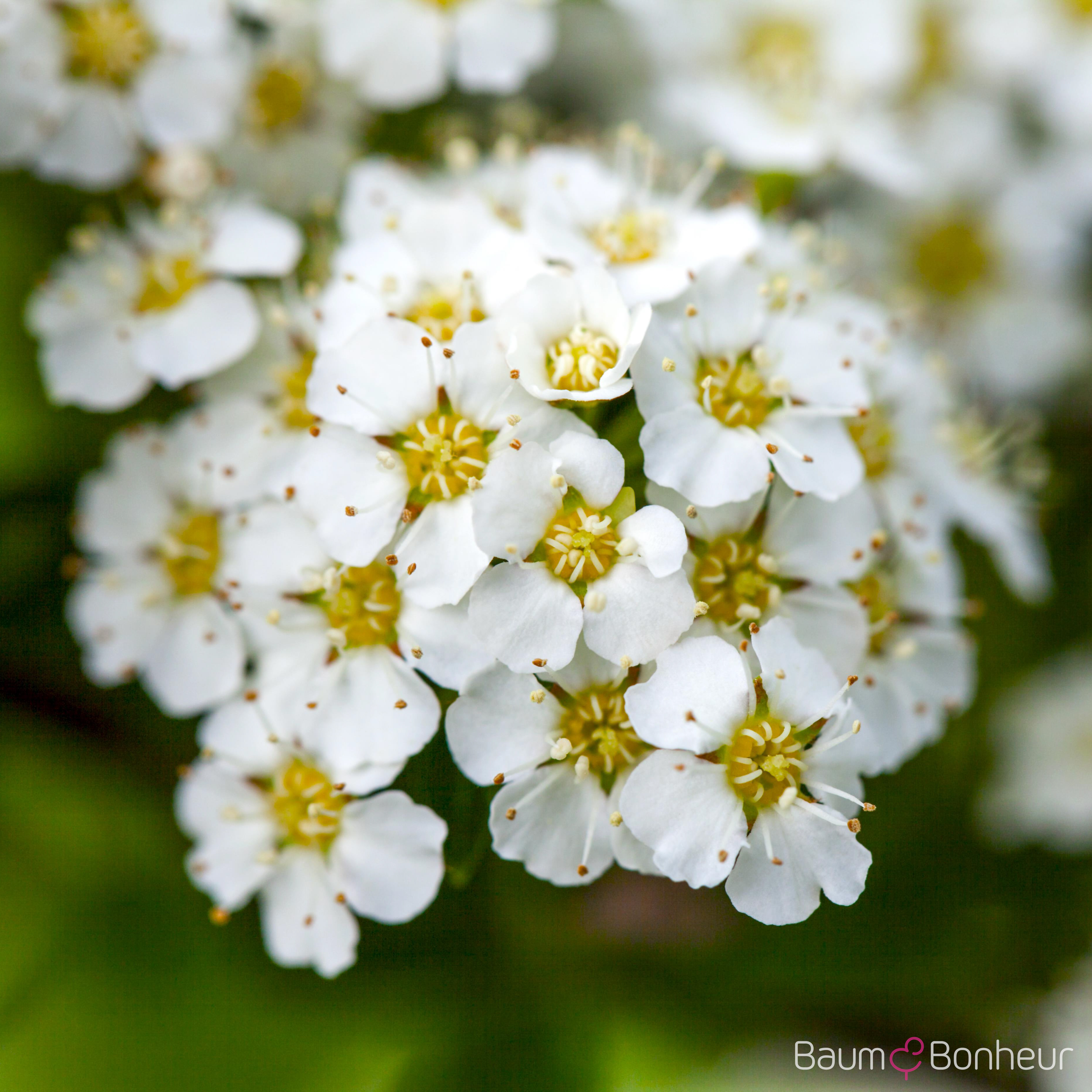 Spiraea x arguta