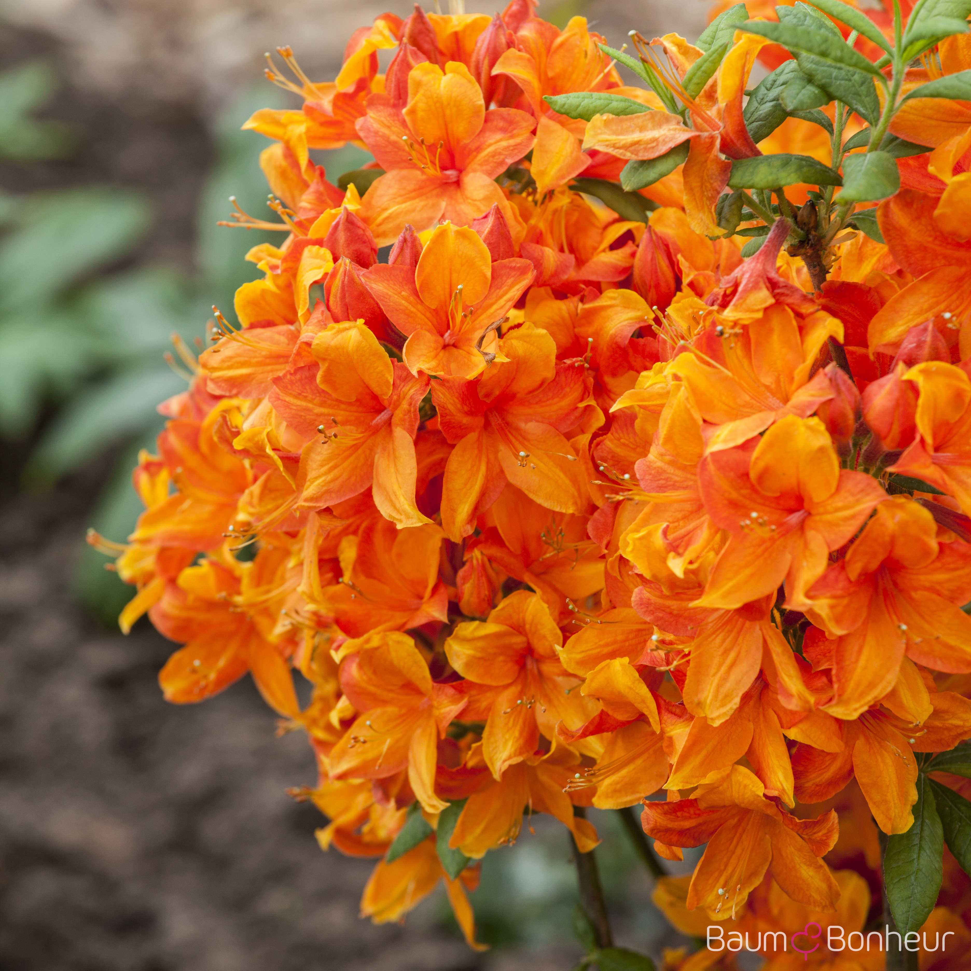 Rhododendron luteum 'Golden Eagle'