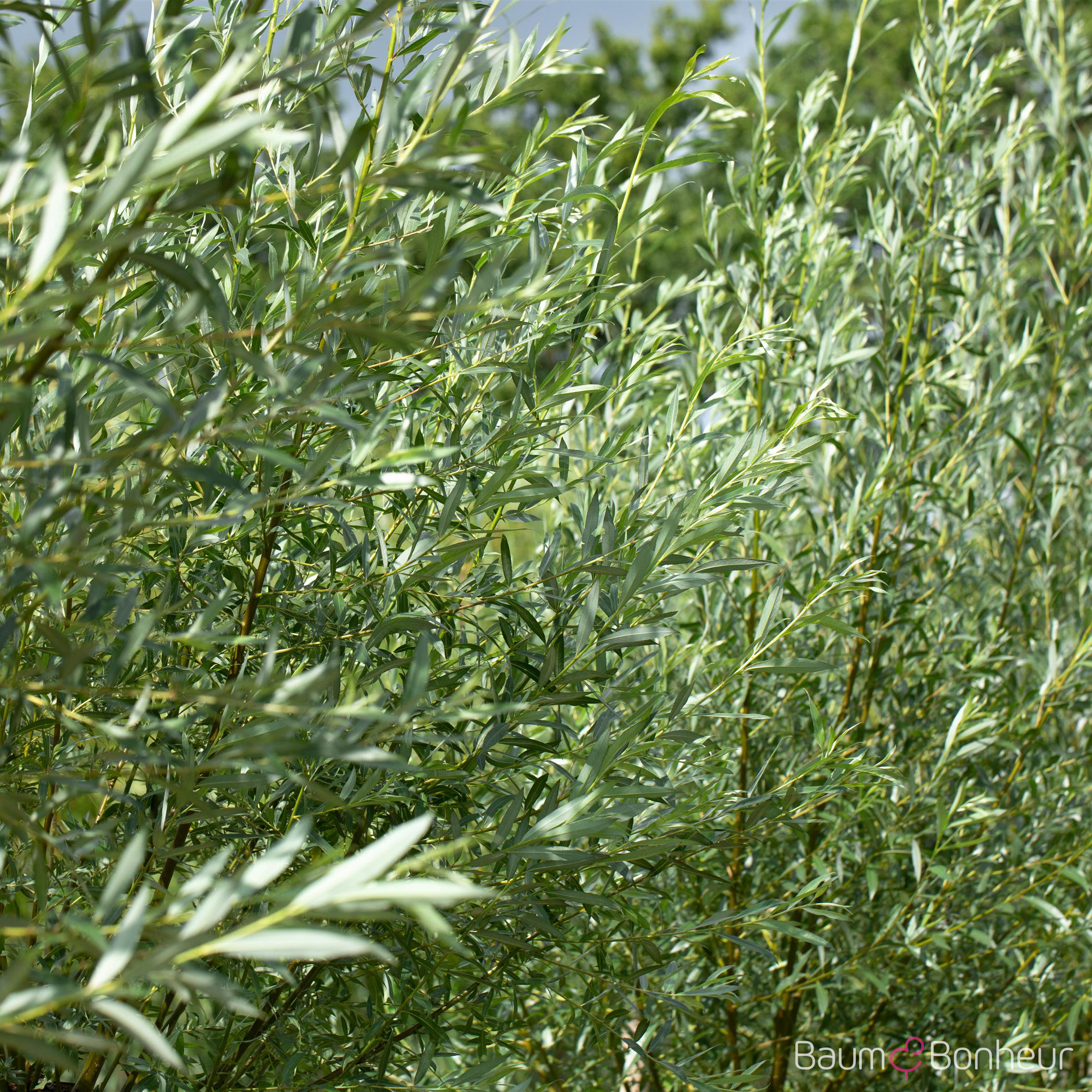 Salix alba