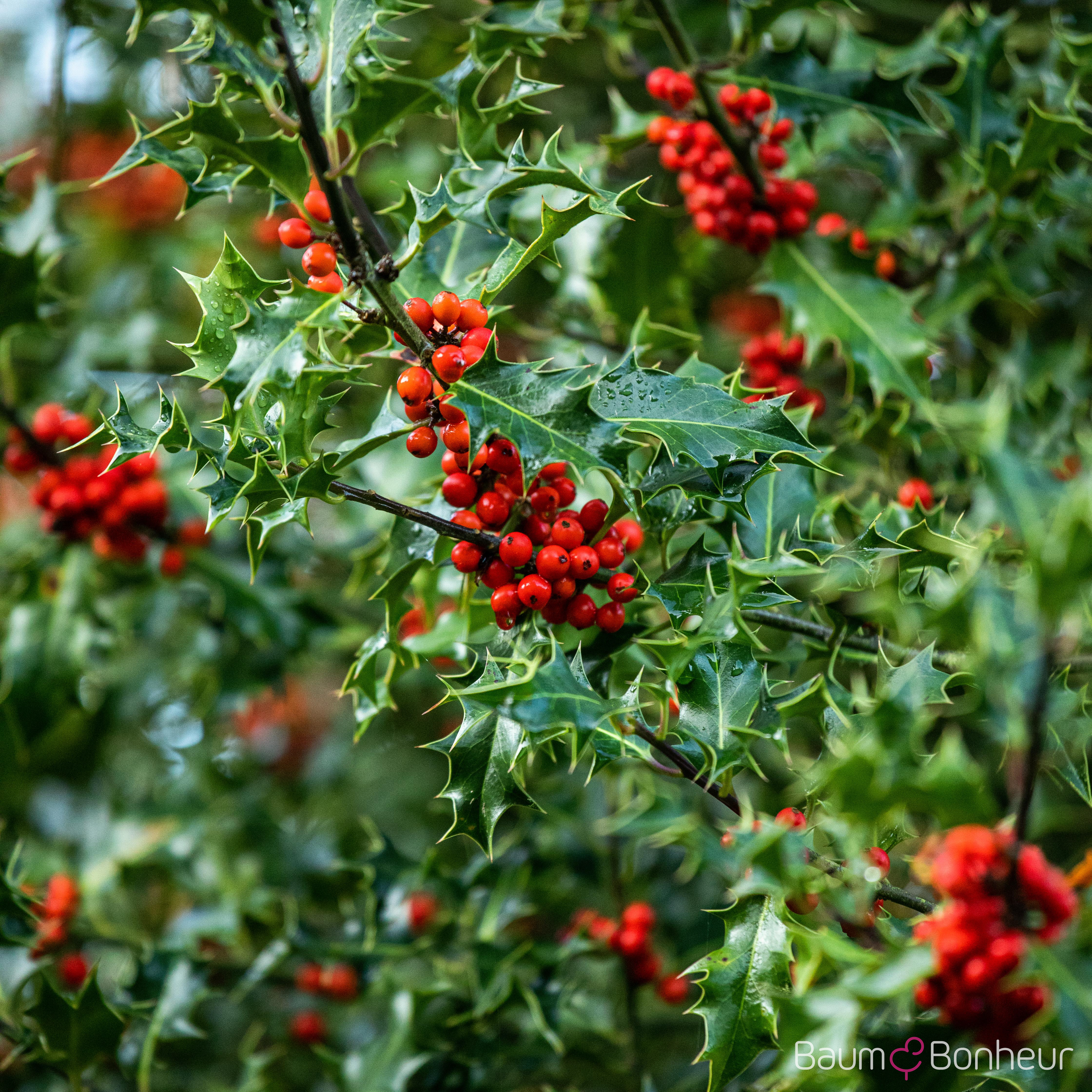 Ilex aquifolium