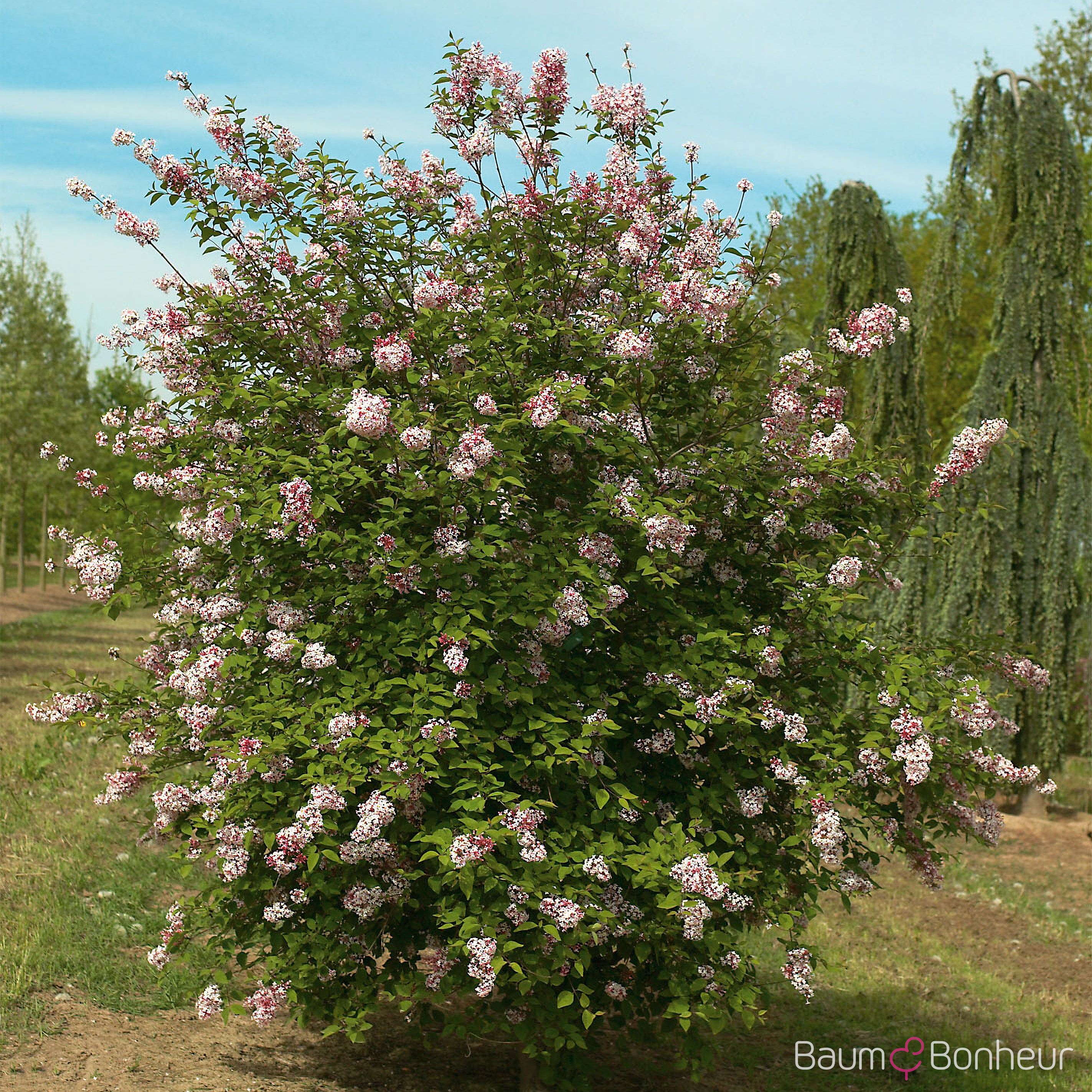 Syringa microphylla 'Superba'