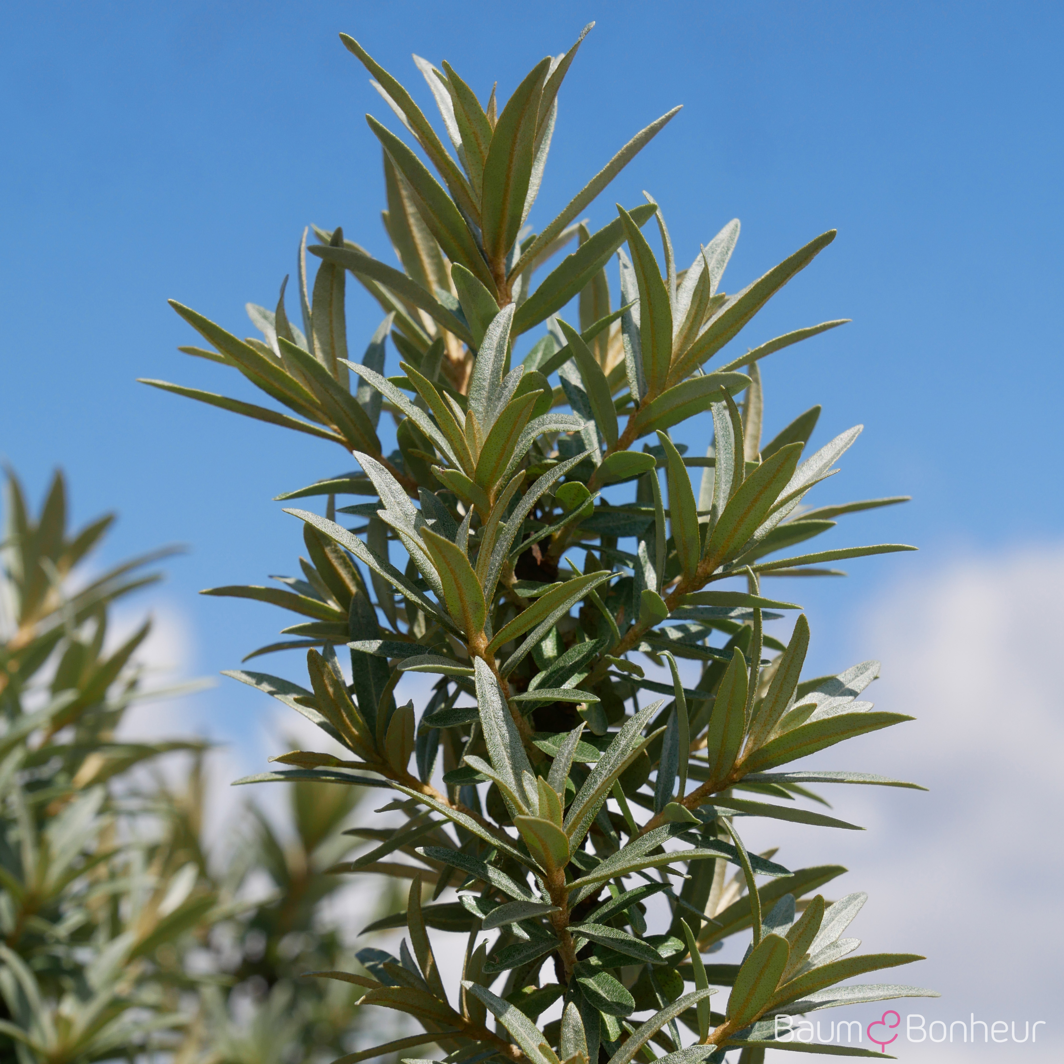 Hippophae rhamnoides 'Hikul'