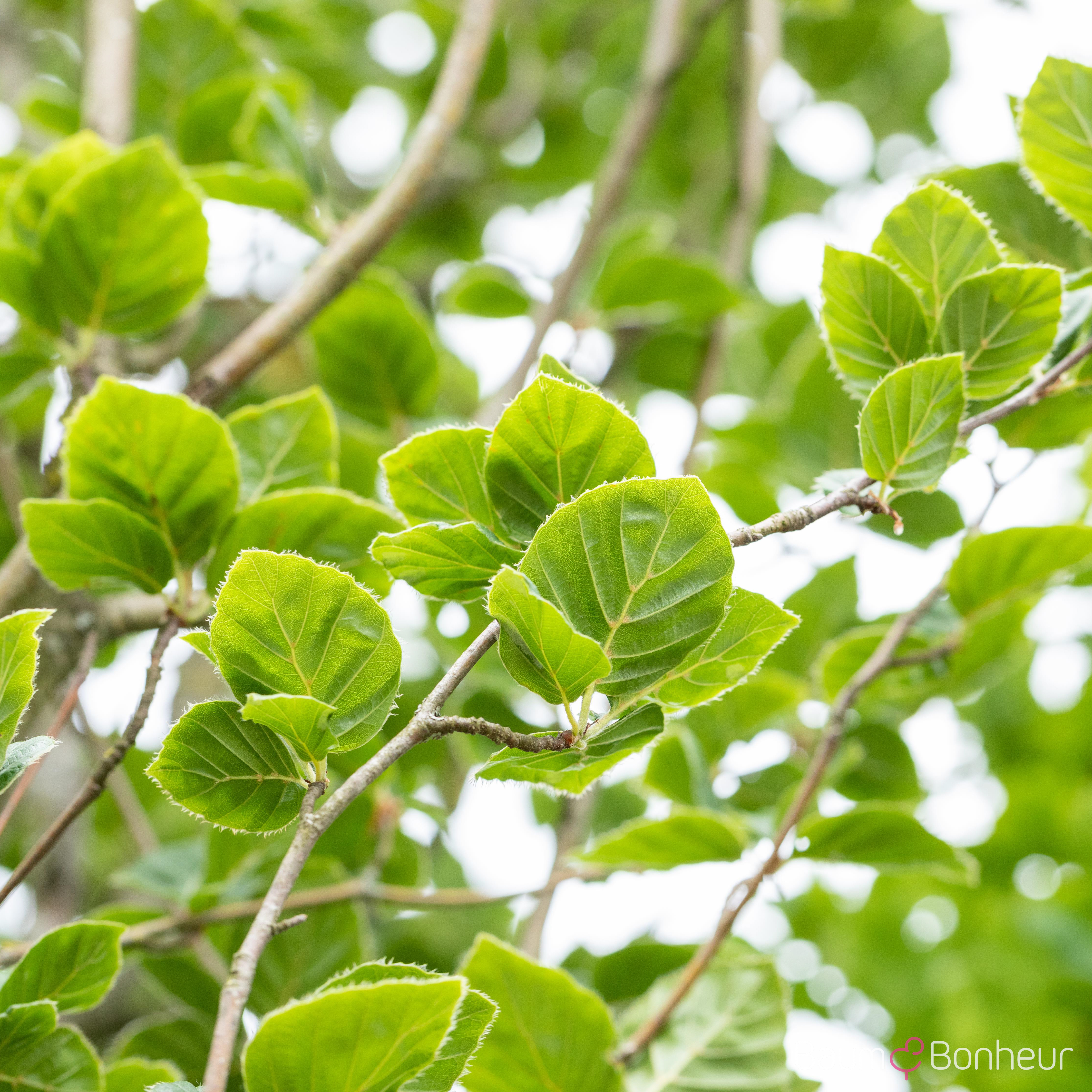 Fagus sylvatica 'Dawyck'