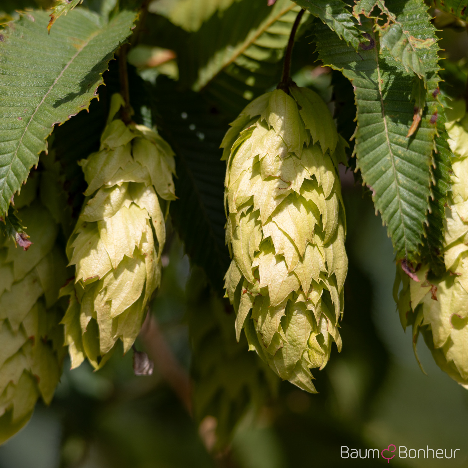 Carpinus japonica
