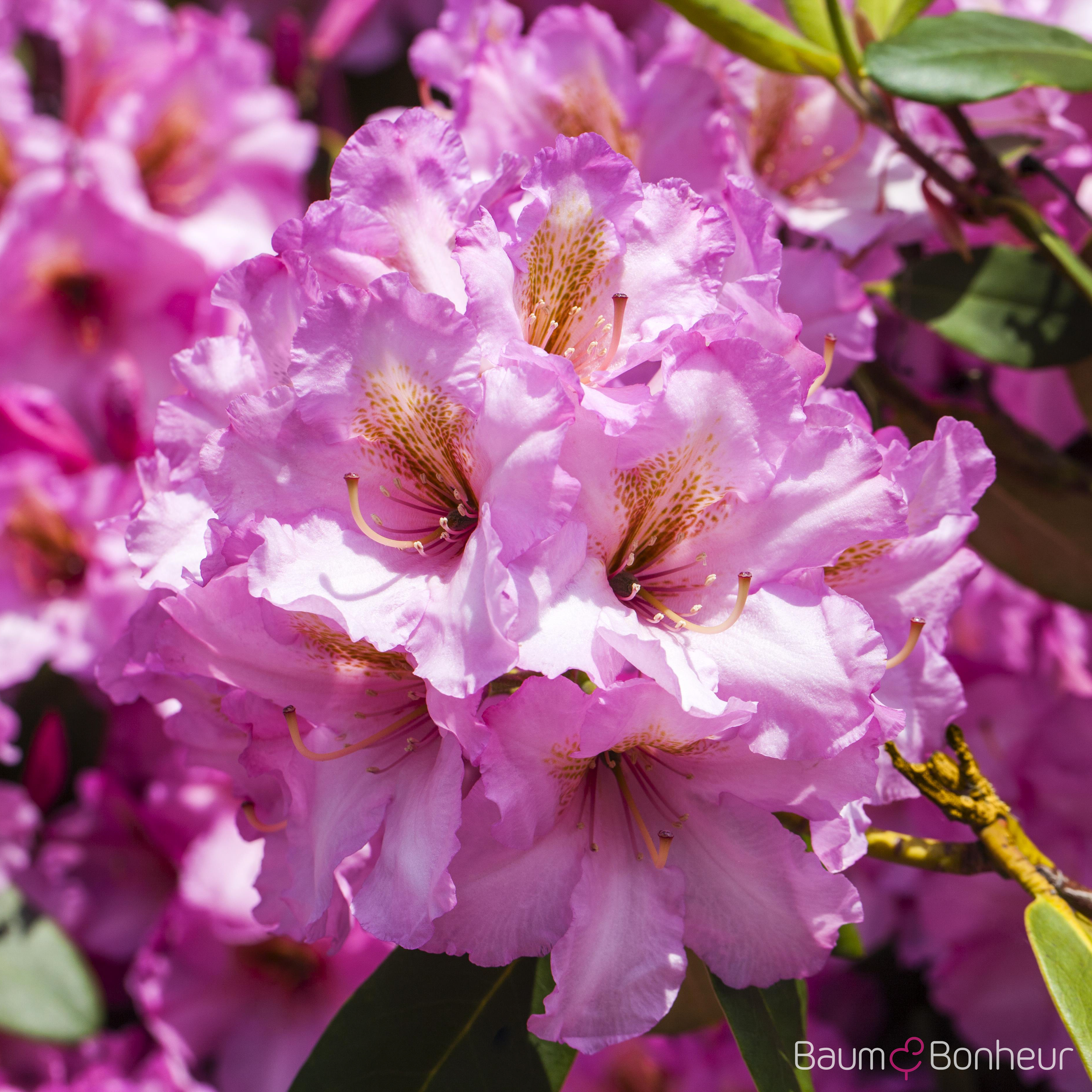 Rhododendron 'Scintillation'