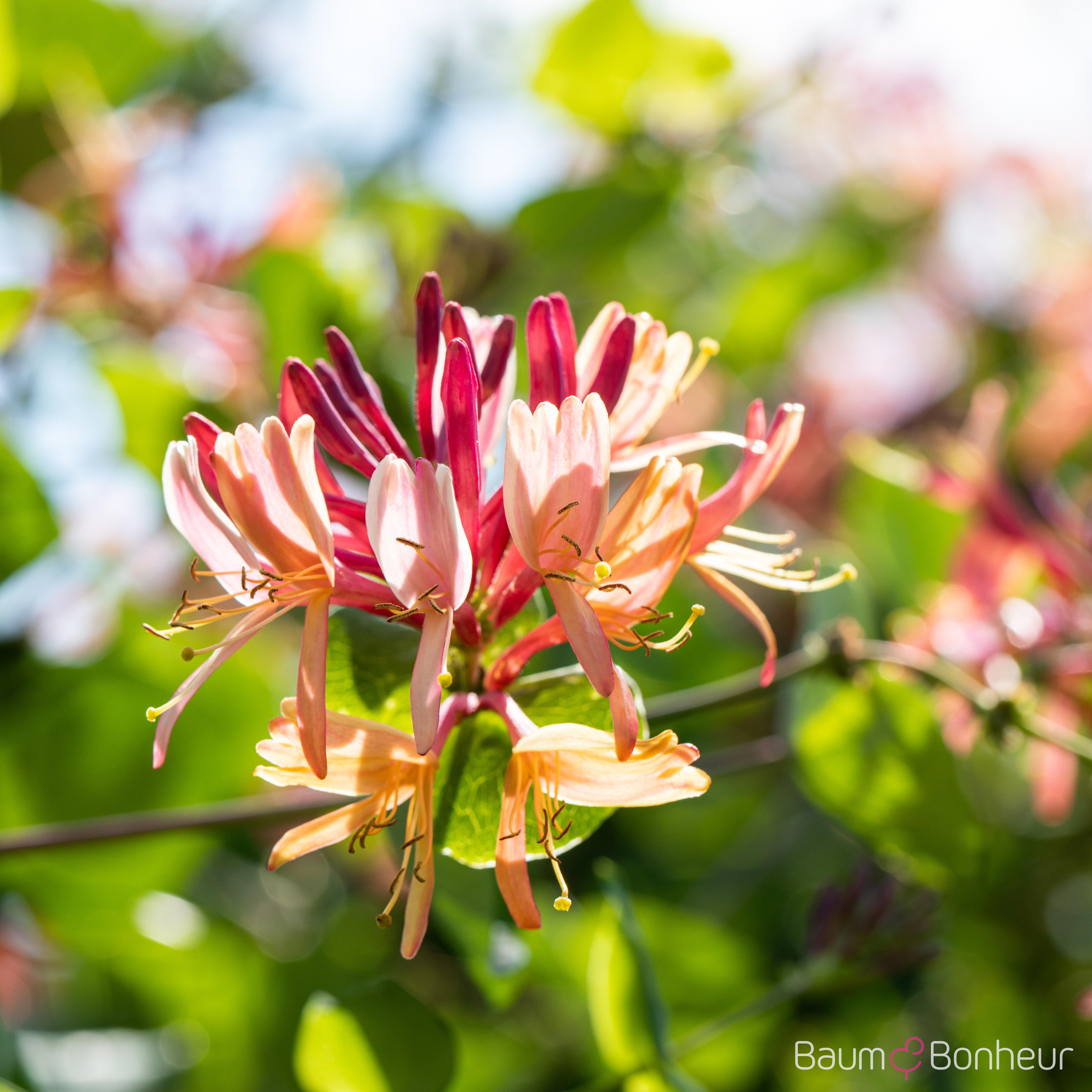 Lonicera x heckrottii