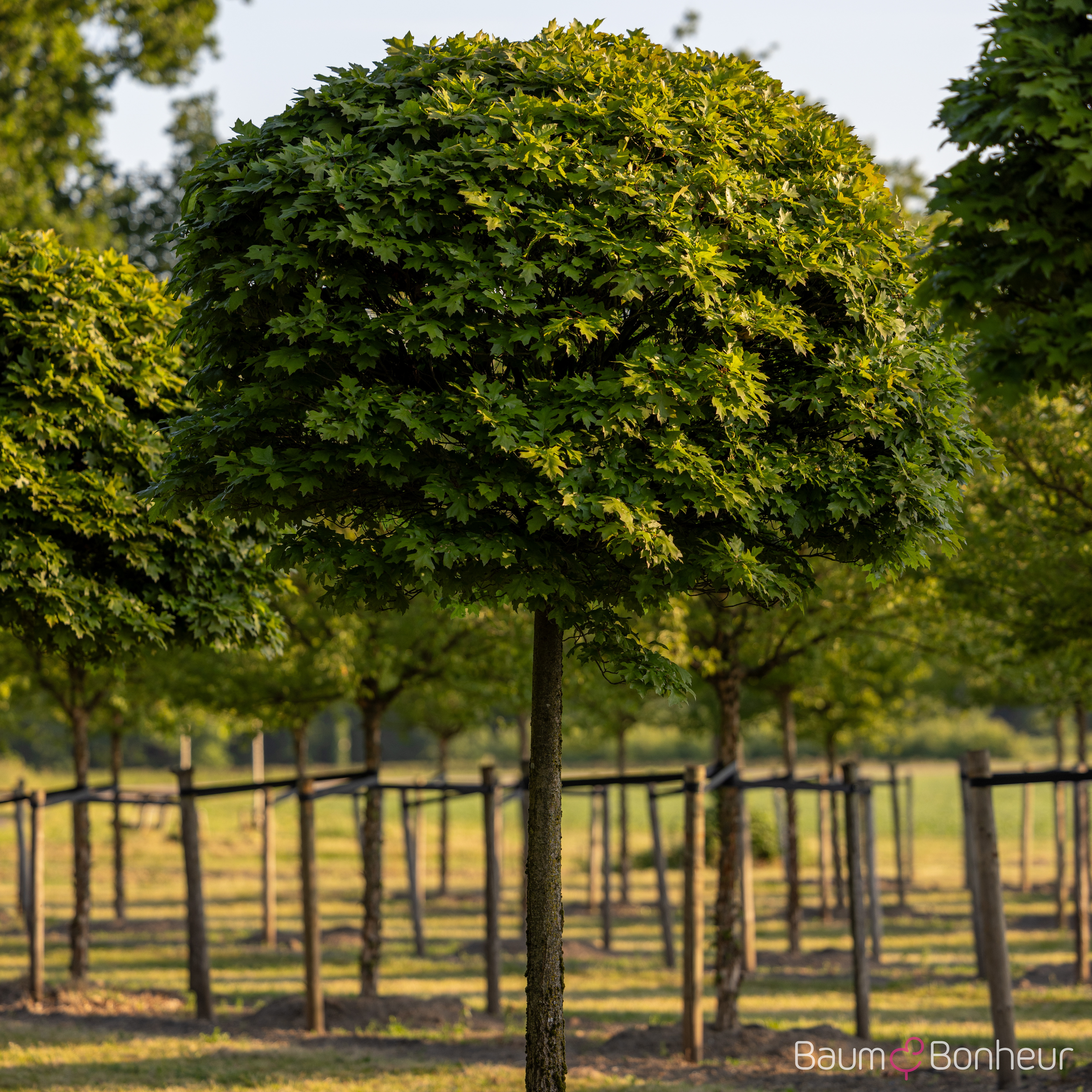 Quercus palustris 'Green Dwarf'