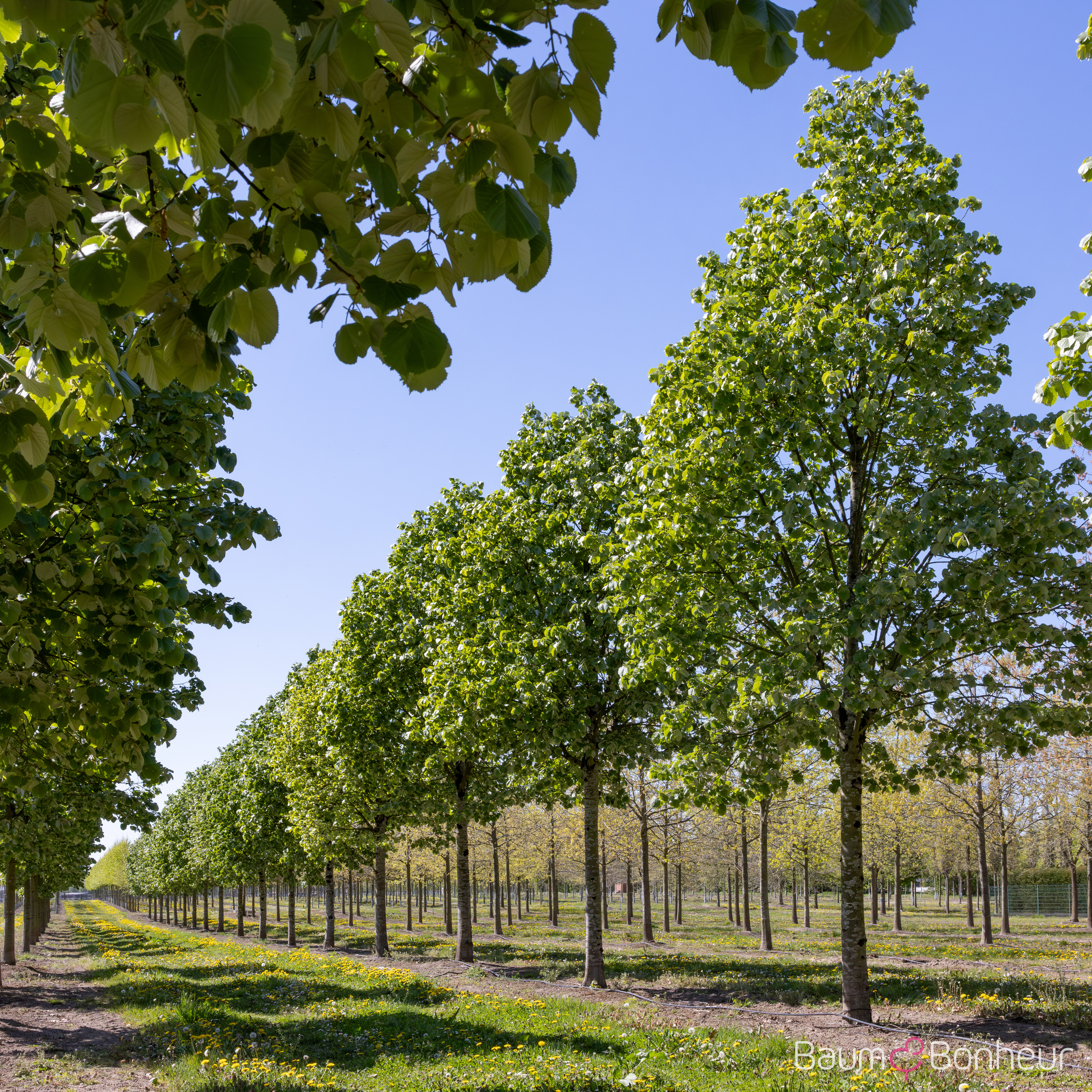 Tilia tomentosa
