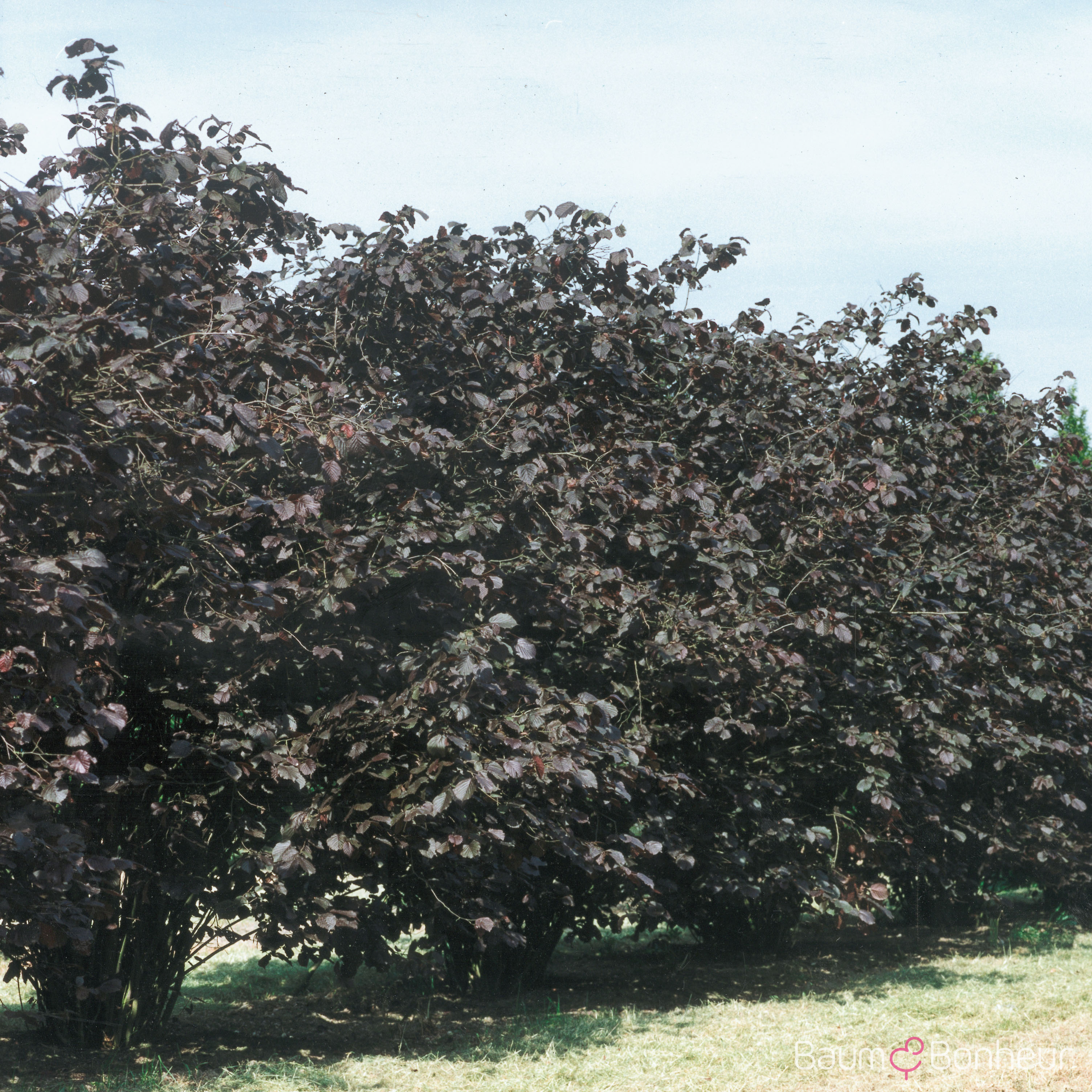 Corylus maxima 'Purpurea'