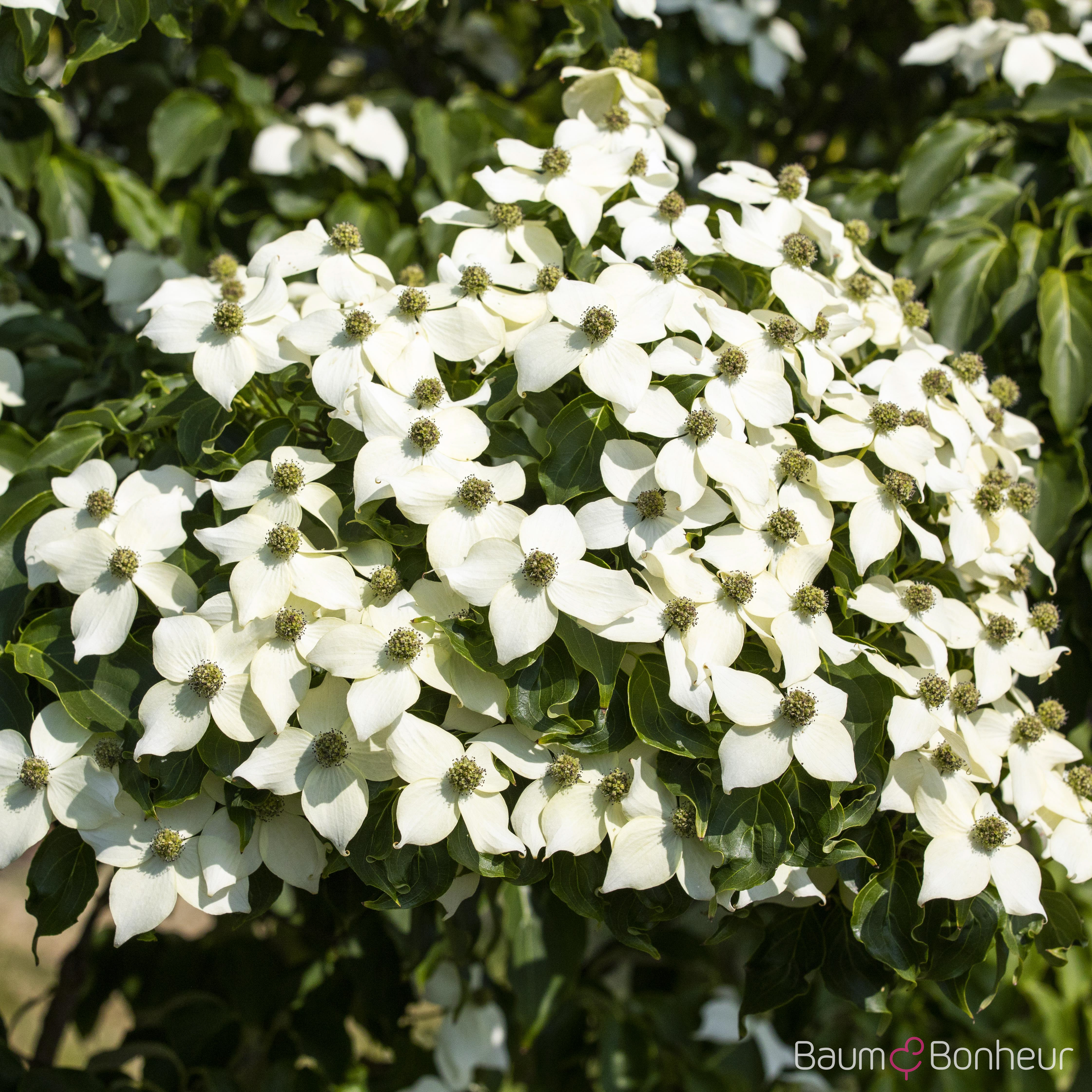 Cornus kousa