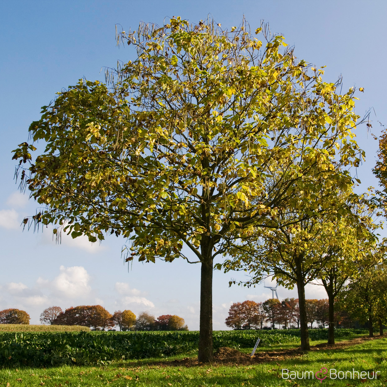 Catalpa bignonioides