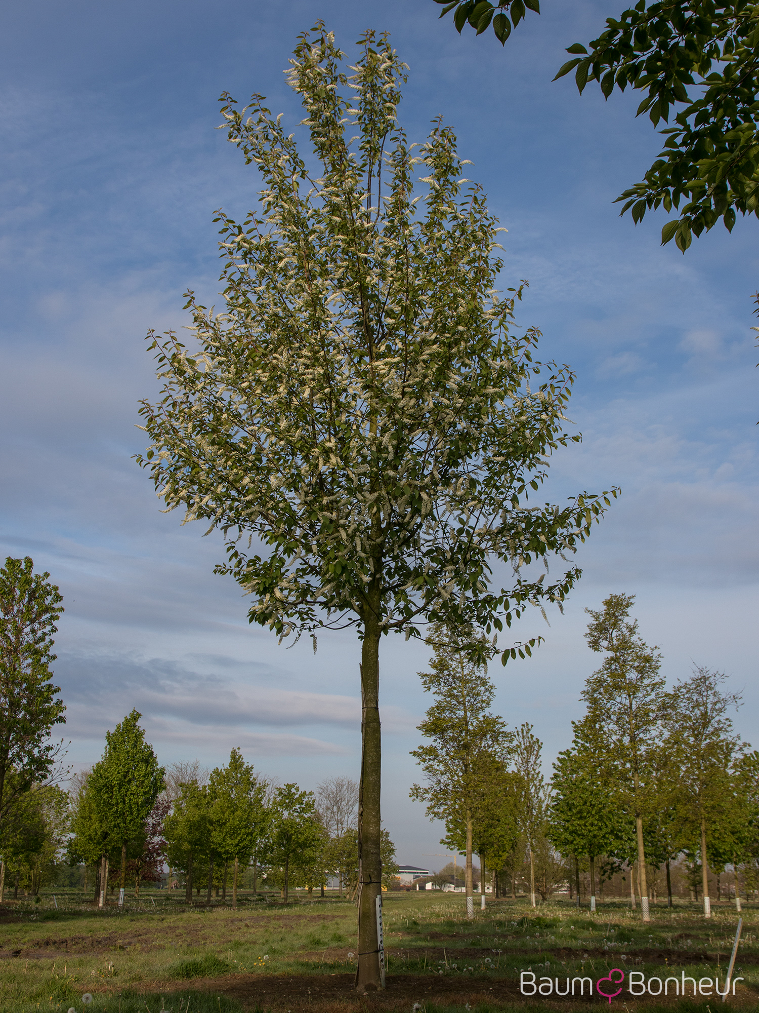 Prunus padus 'Watereri'