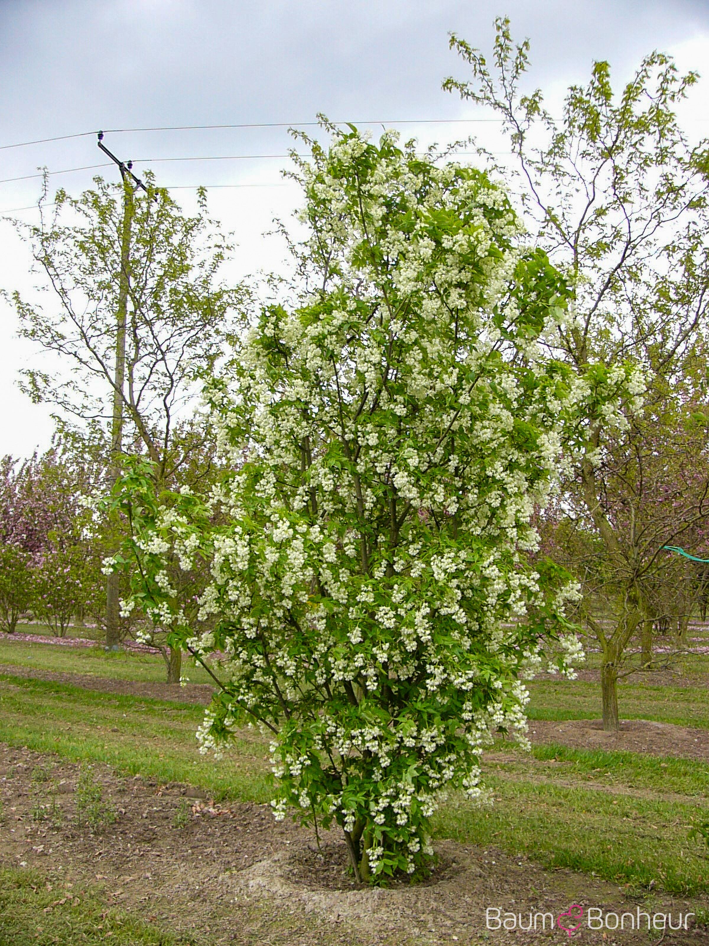 Staphylea colchica