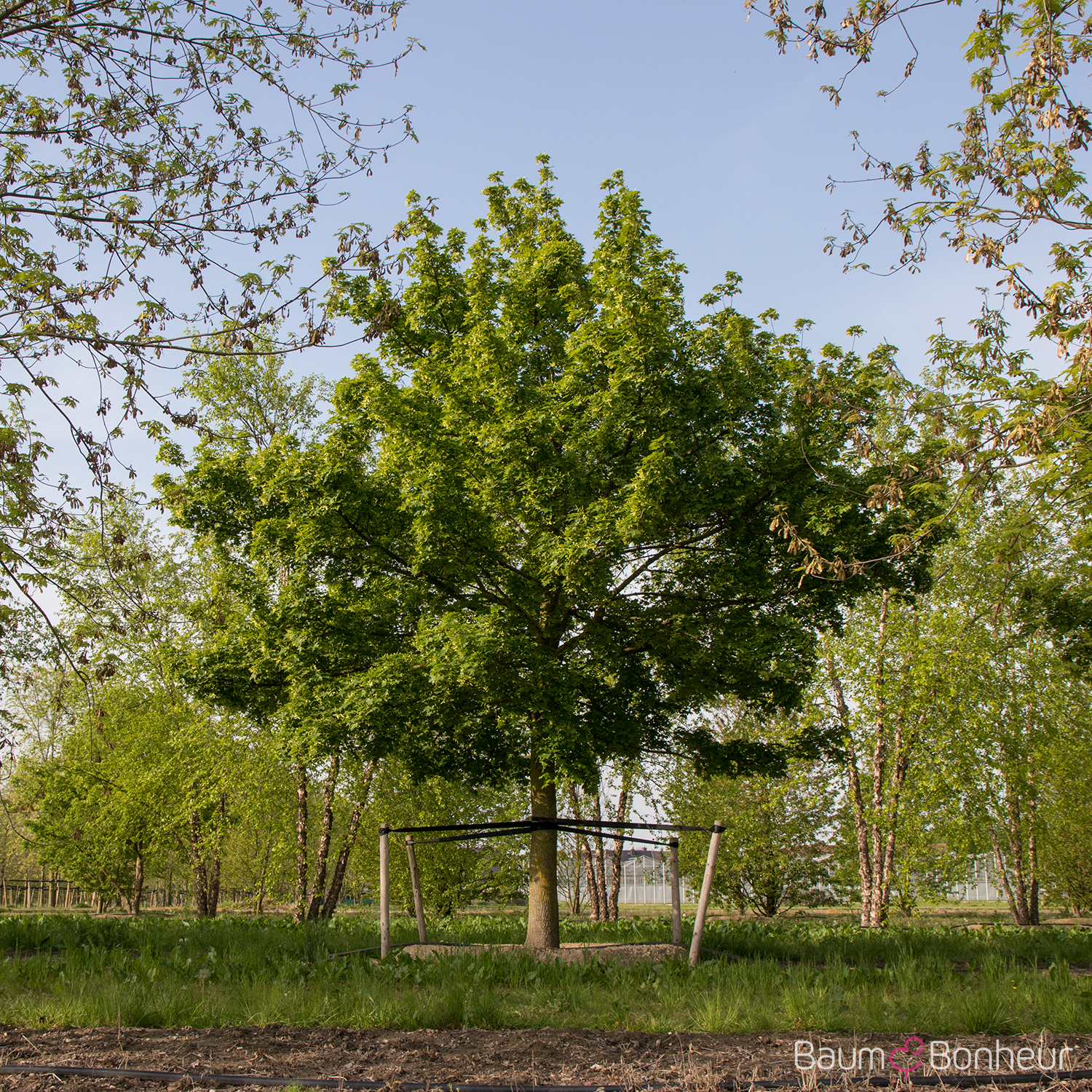 Acer truncatum 'Pacific Sunset' -R-