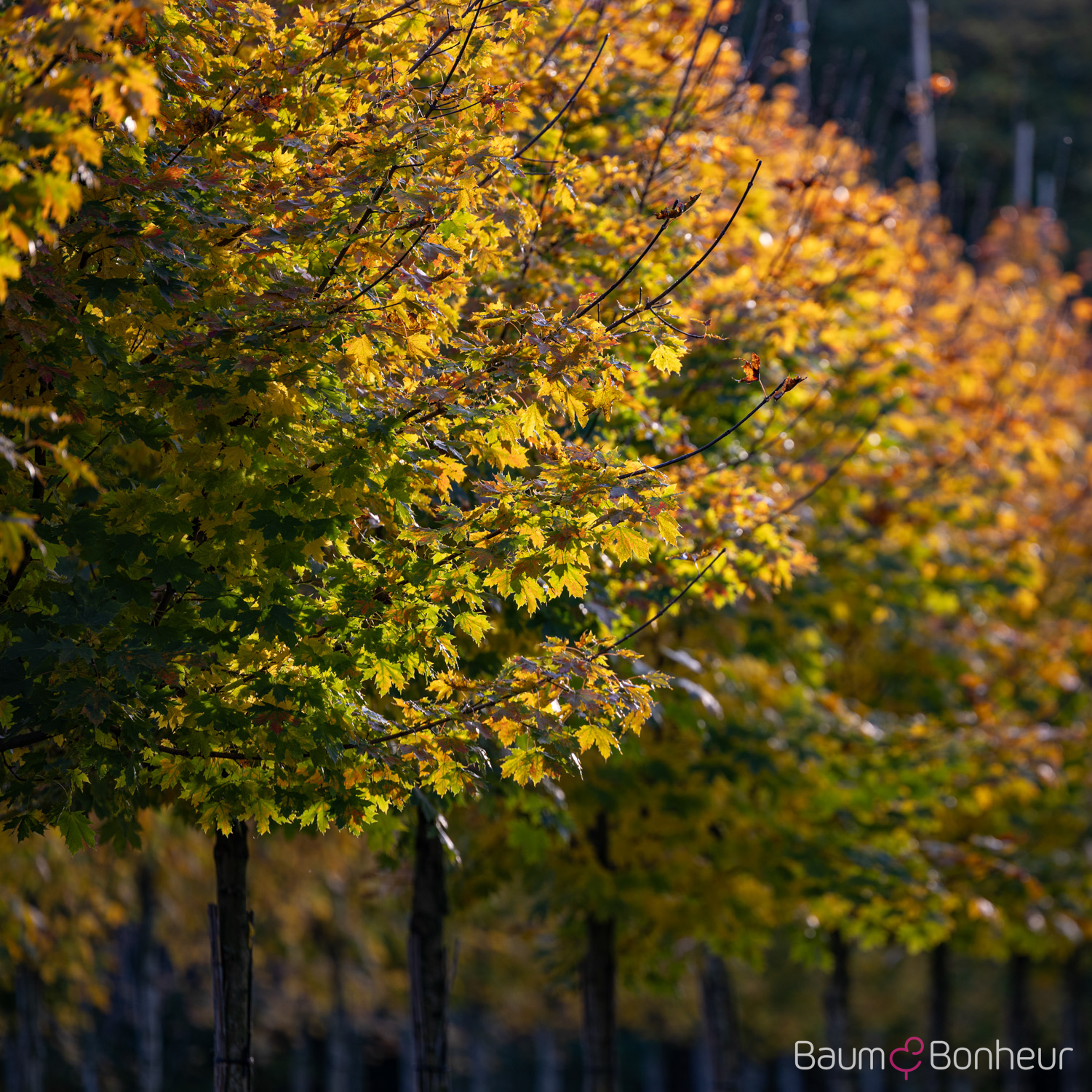 Acer platanoides 'Columnare Dila'