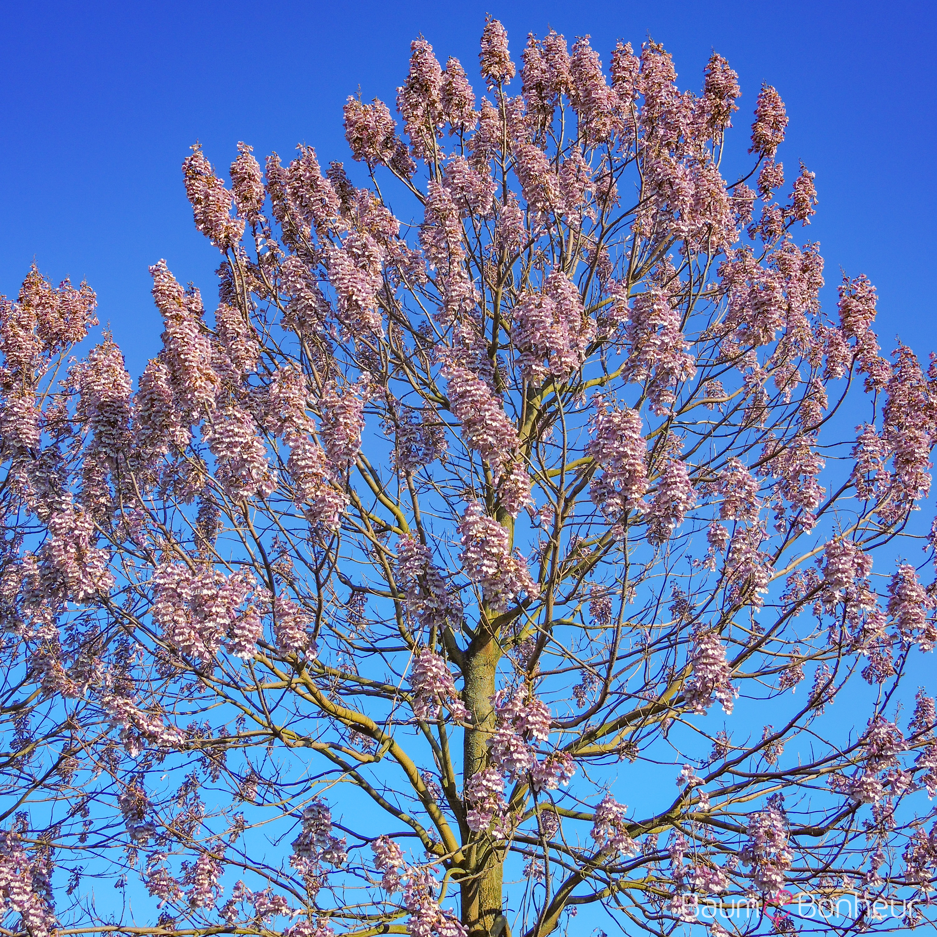 Paulownia fortunei 'Fast Blue' -R-