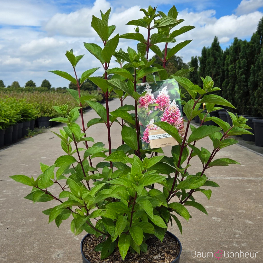 Hydrangea paniculata 'Pinky Winky'®