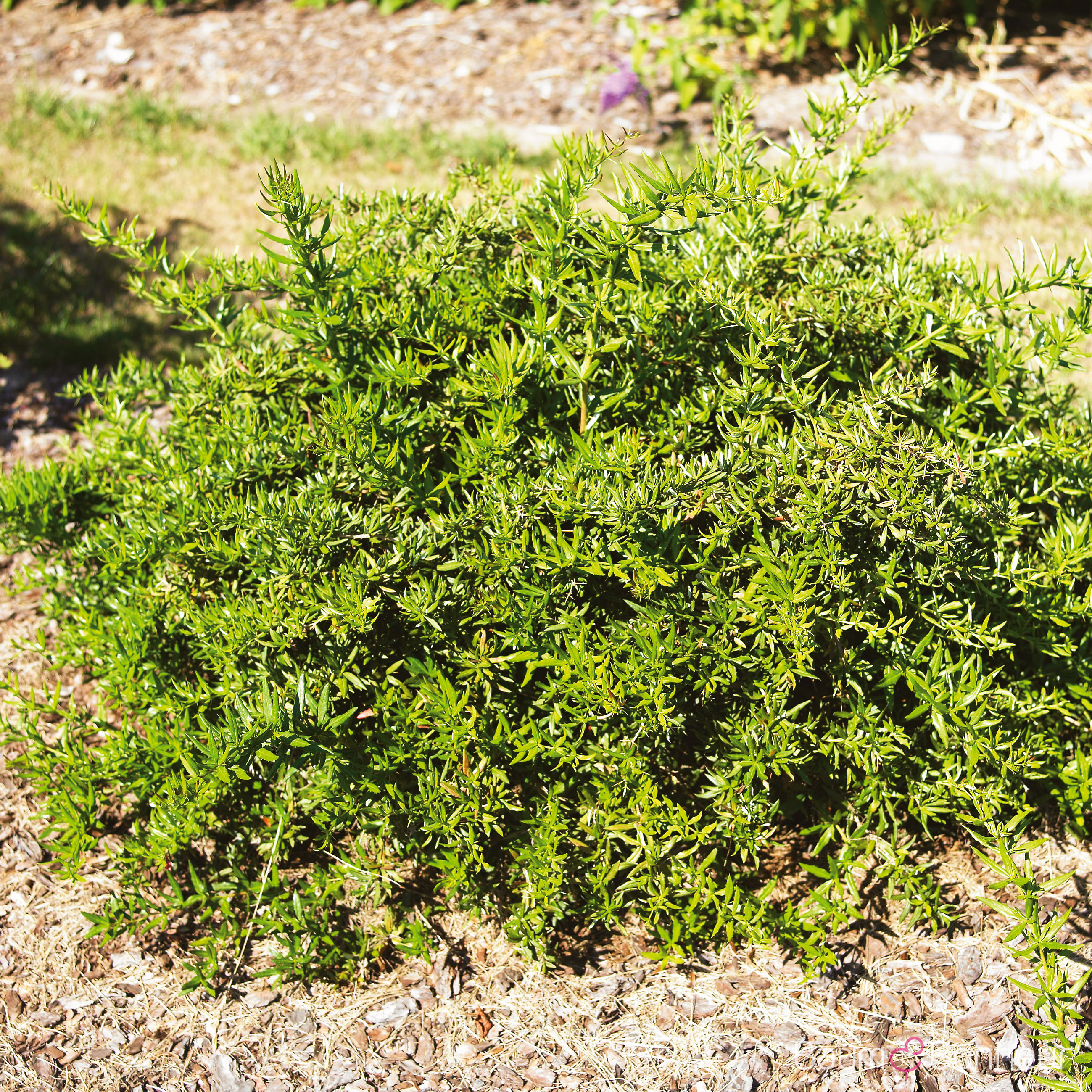 Berberis gagnepainii 'Klugowski'