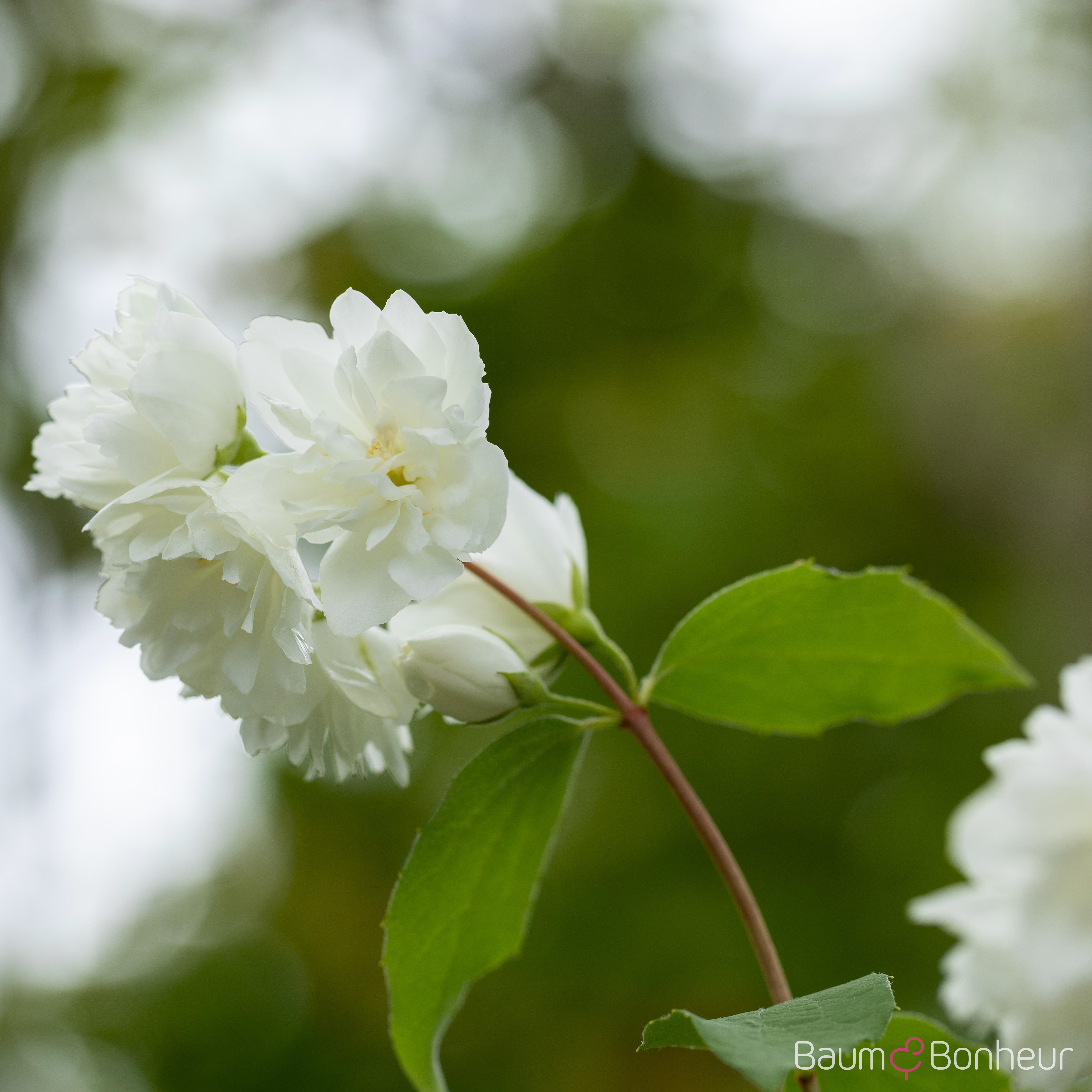 Philadelphus 'Schneesturm'