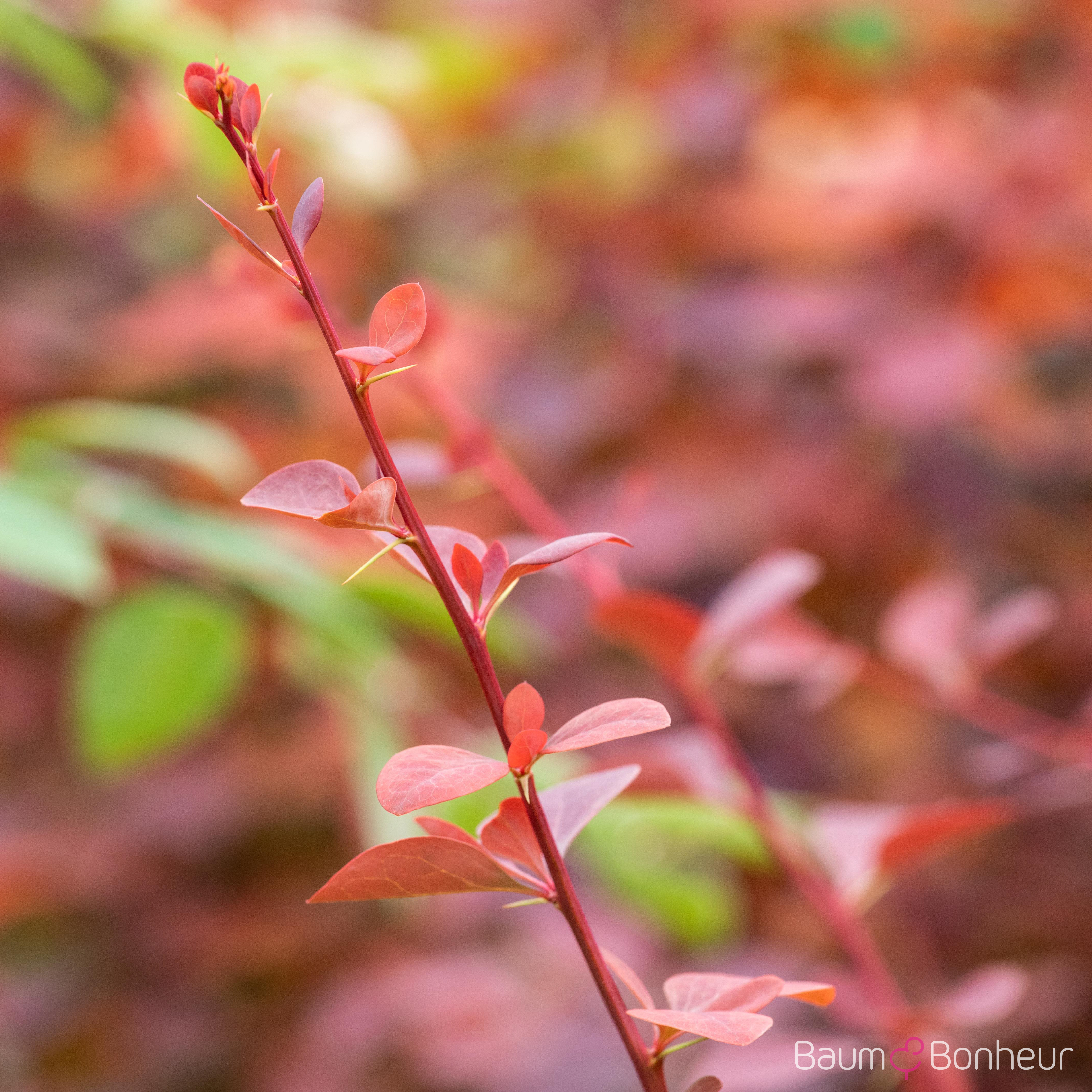 Berberis x ottawensis 'Superba'
