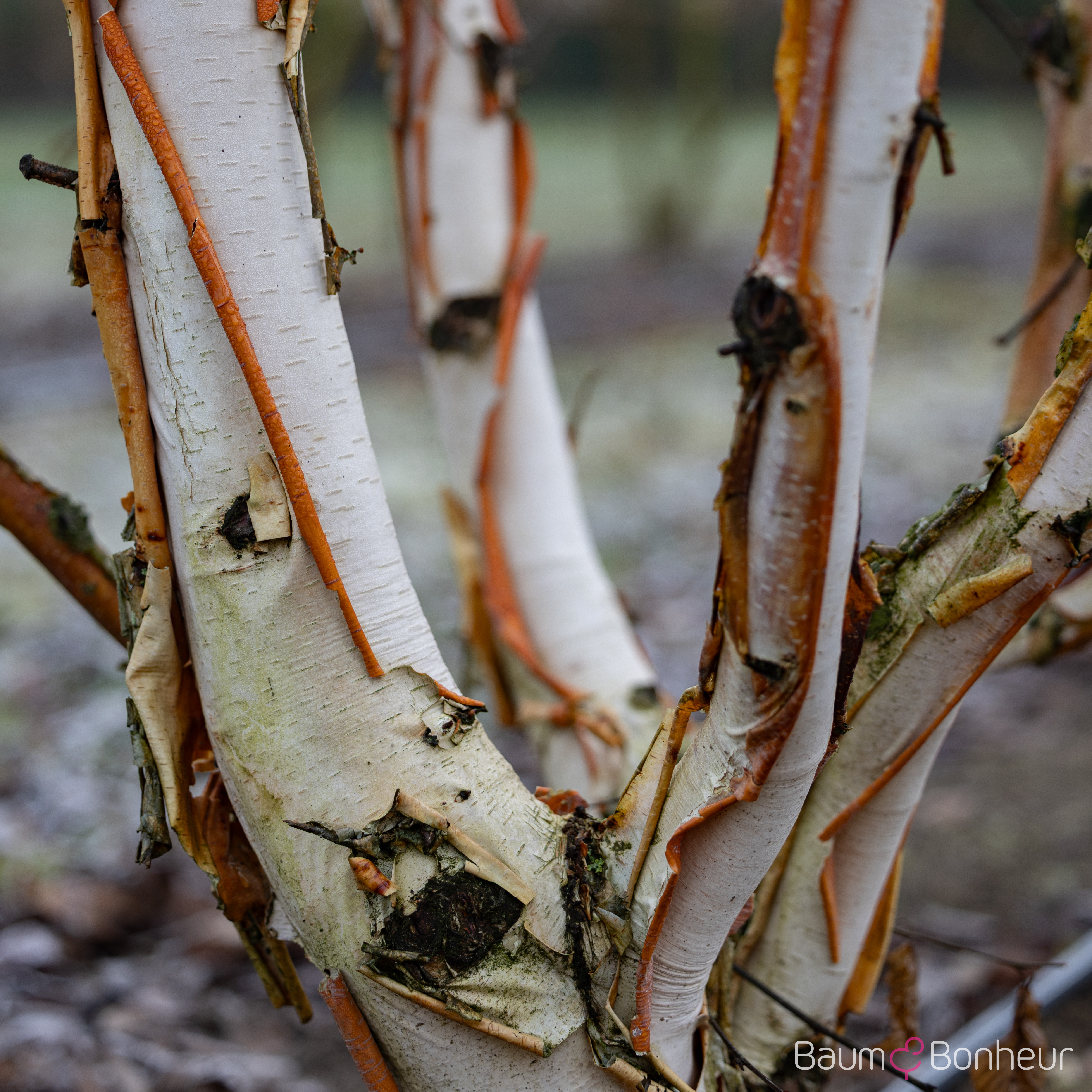 Betula albosinensis