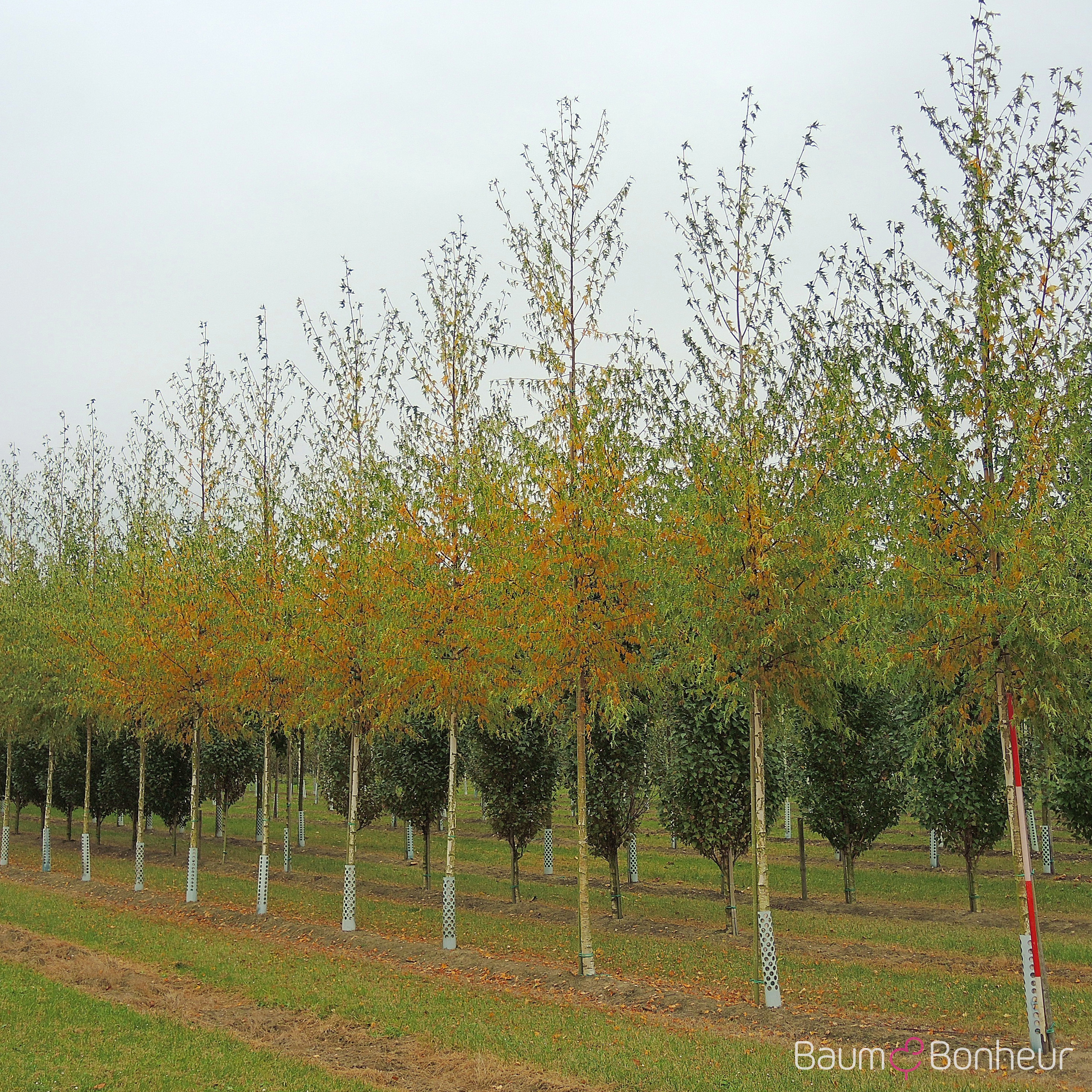 Betula pendula 'Dalecarlica'