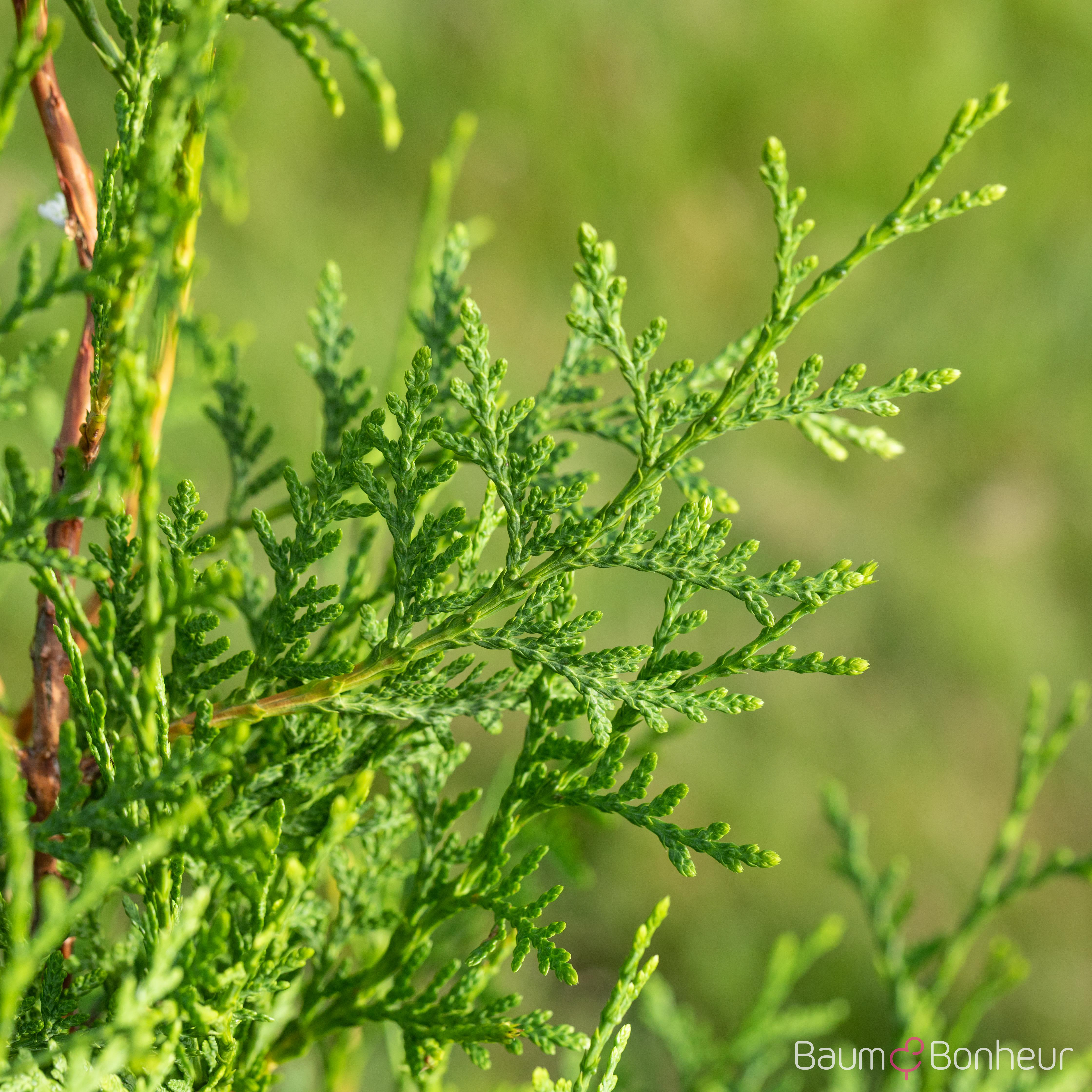 Thuja occidentalis 'Brabant'