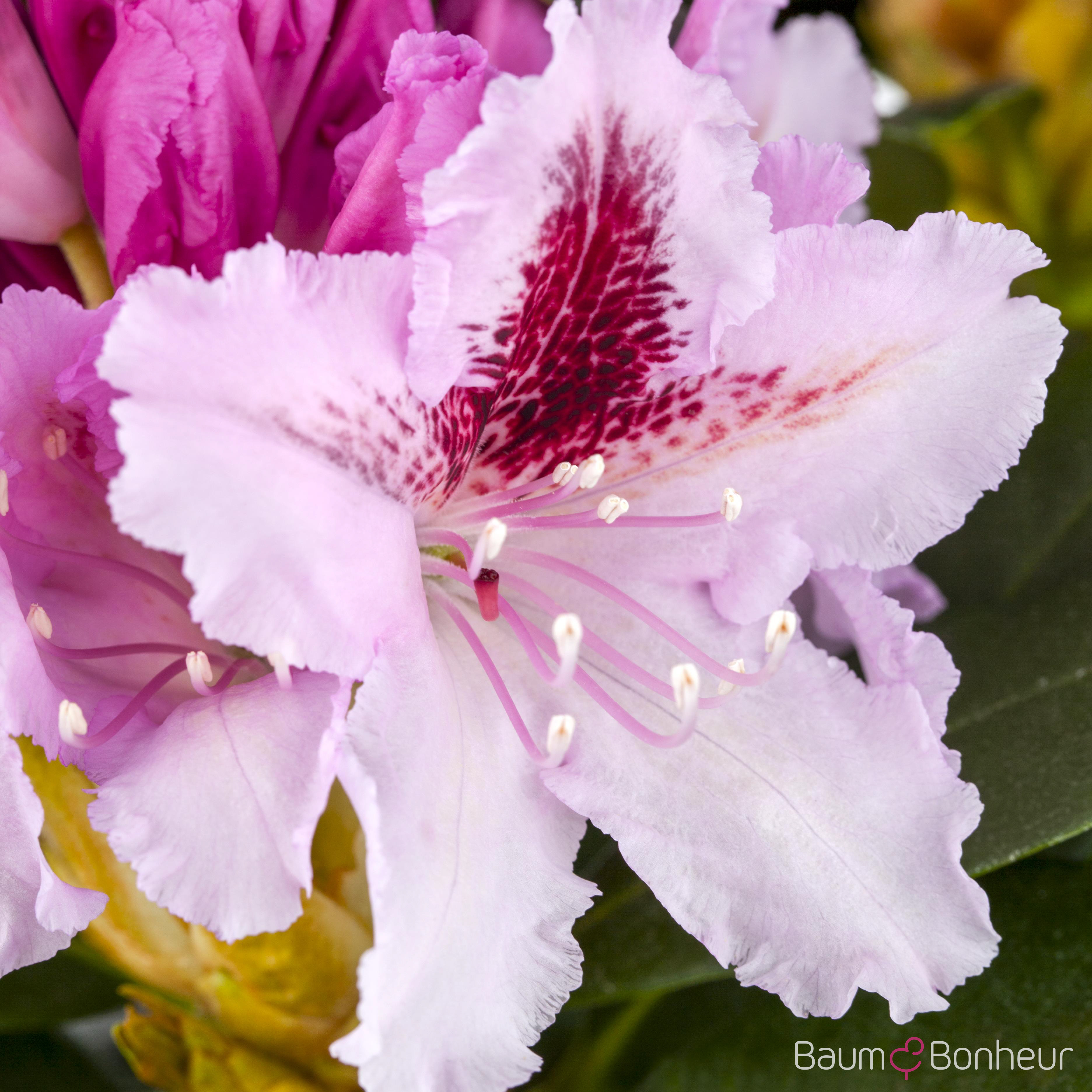 Rhododendron 'Le Progrès'